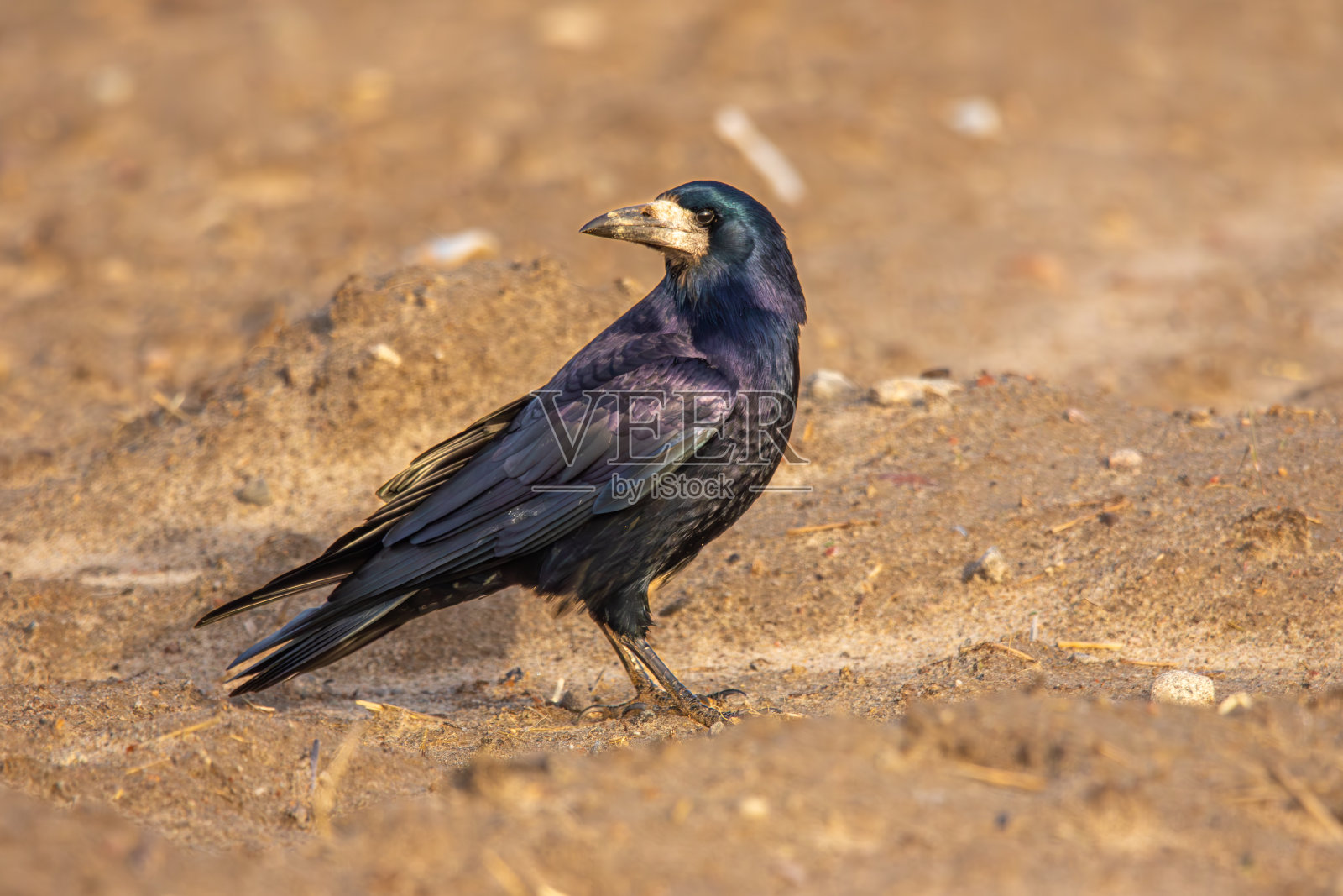 一只鸟坐在泥土上，在它的栖息地中央照片摄影图片