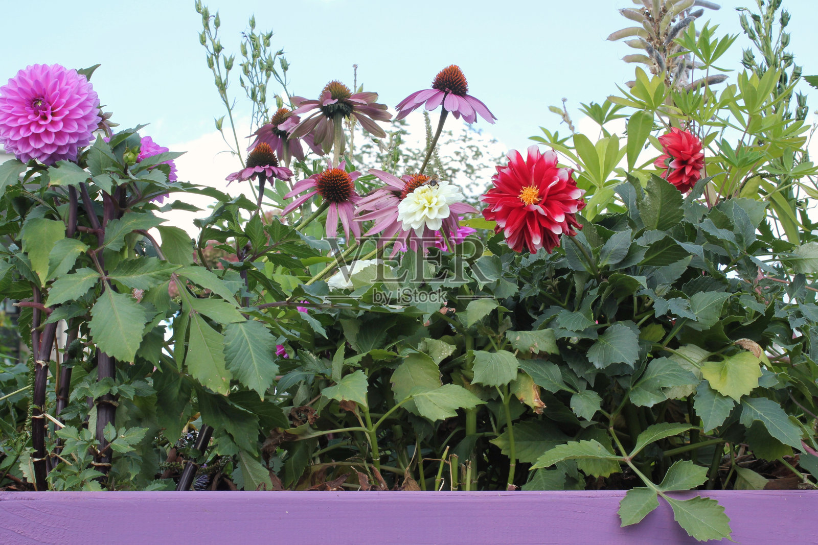 在房子周围的花园里种花。园床景观。家里的花园鲜花盛开。国内园林园艺与新鲜植物学。家外。照片摄影图片