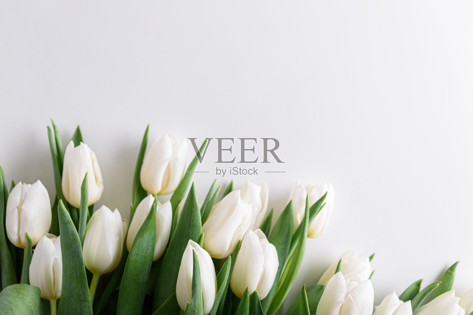 花的边界从花束白色的郁金香在白色的背景。周年庆典概念。副本的空间。俯视图照片摄影图片