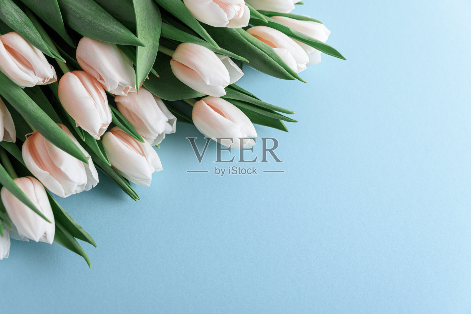 花边界从花束粉红色的郁金香在蓝色的背景。周年庆典概念。副本的空间。俯视图照片摄影图片