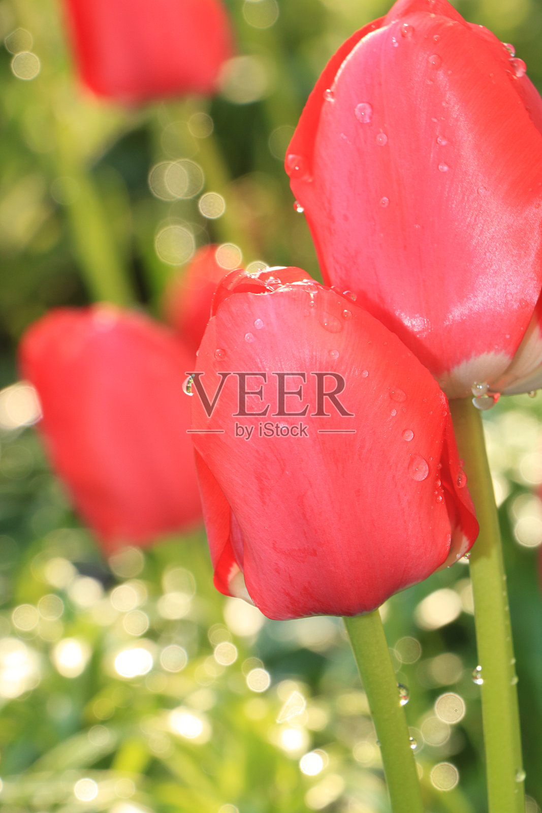 春天花园里娇嫩的野生郁金香。抽象花卉背景，横幅。以春天的到来为理念，花卡、模板为设计照片摄影图片