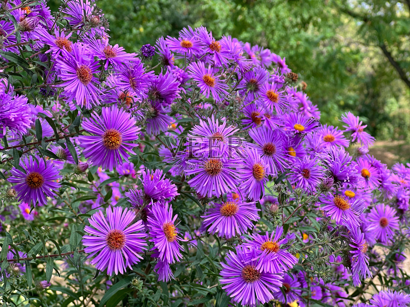 花园里开着紫色的花照片摄影图片