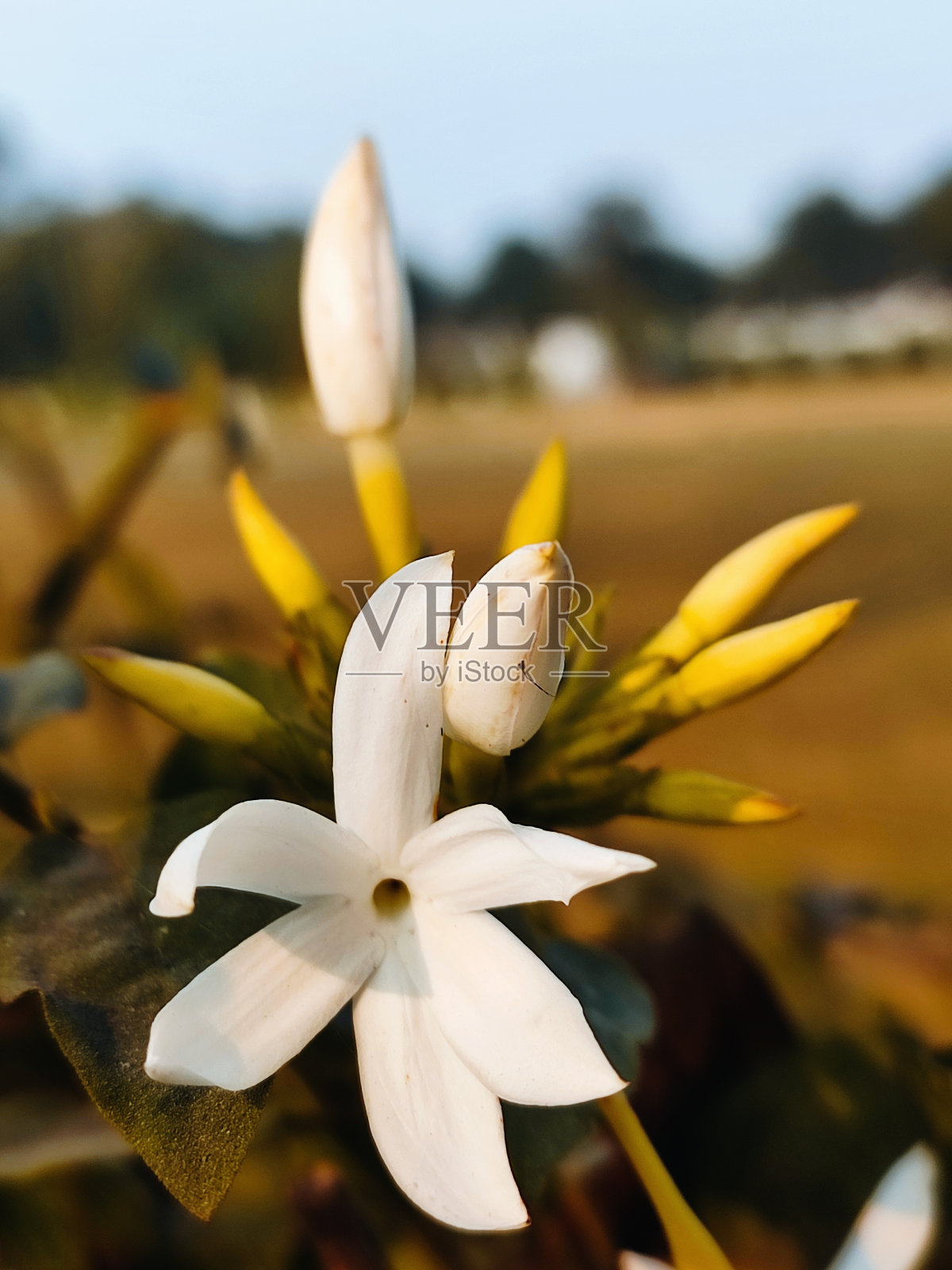 黄金海岸茉莉花(Jasminium dichotomum)是茉莉科的一种。也被称为chameli phool照片摄影图片