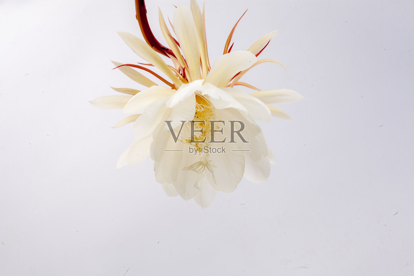 花昙花照片摄影图片