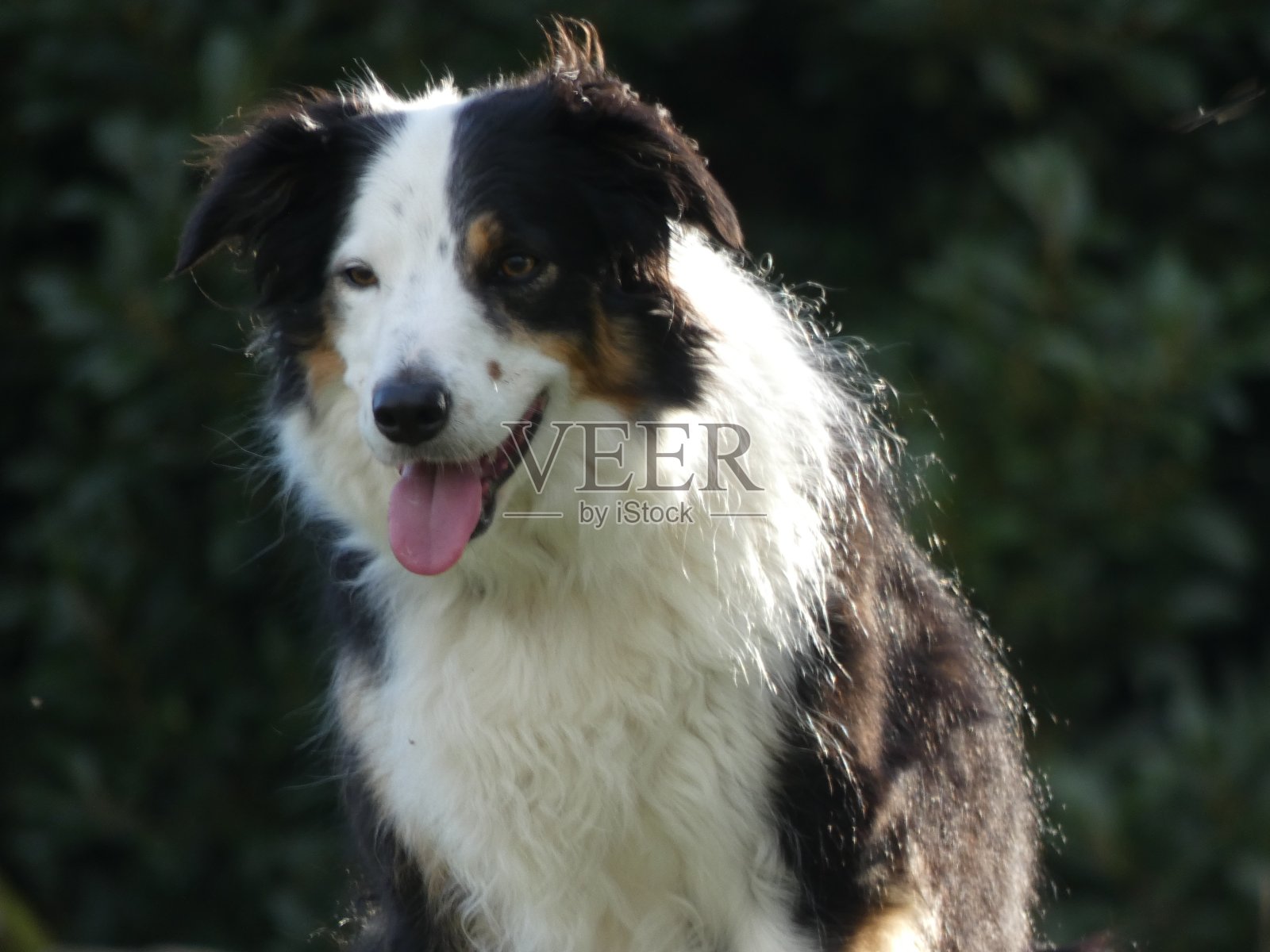 边境牧羊犬照片摄影图片