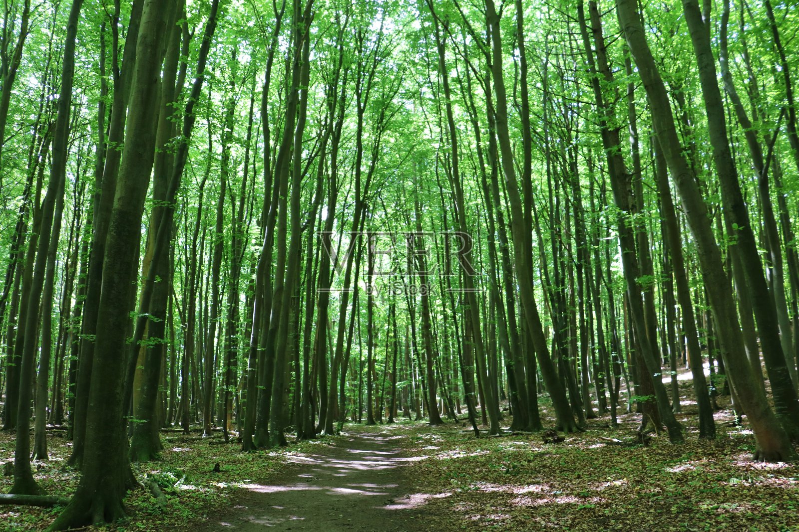 r<s:1>根岛的Jasmund国家公园照片摄影图片