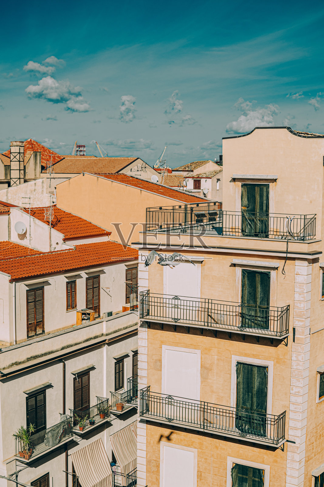 一只白色的海鸥飞过意大利巴勒莫的街道照片摄影图片