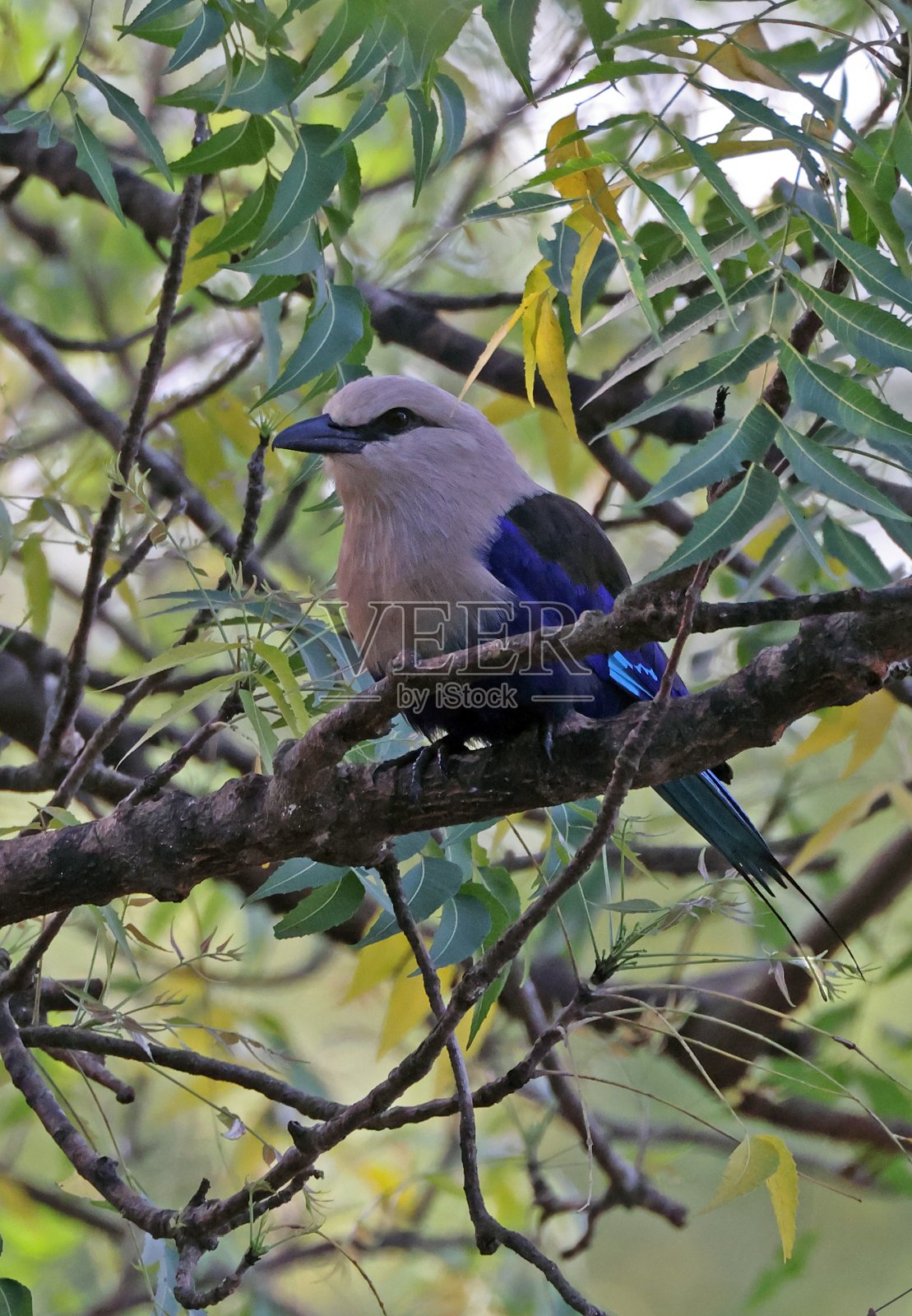 蓝腹佛法僧照片摄影图片