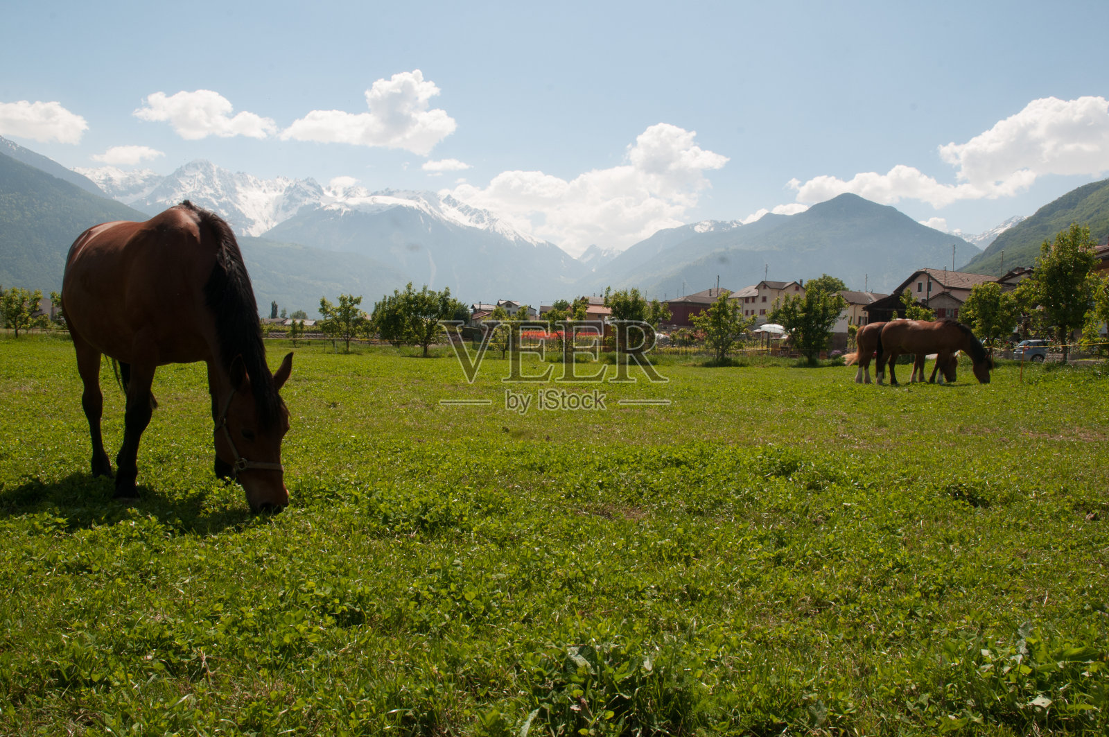 马照片摄影图片
