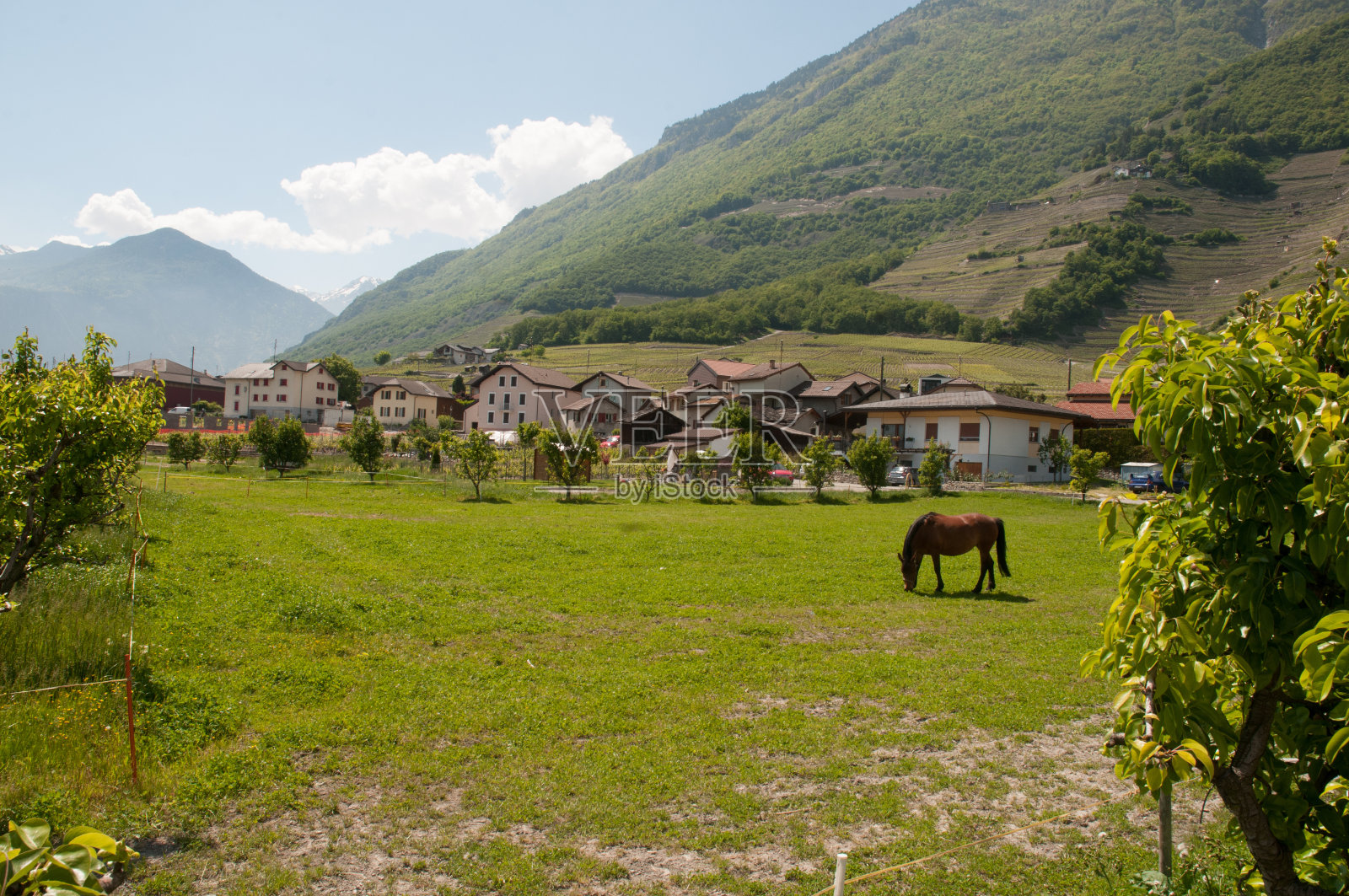 马照片摄影图片