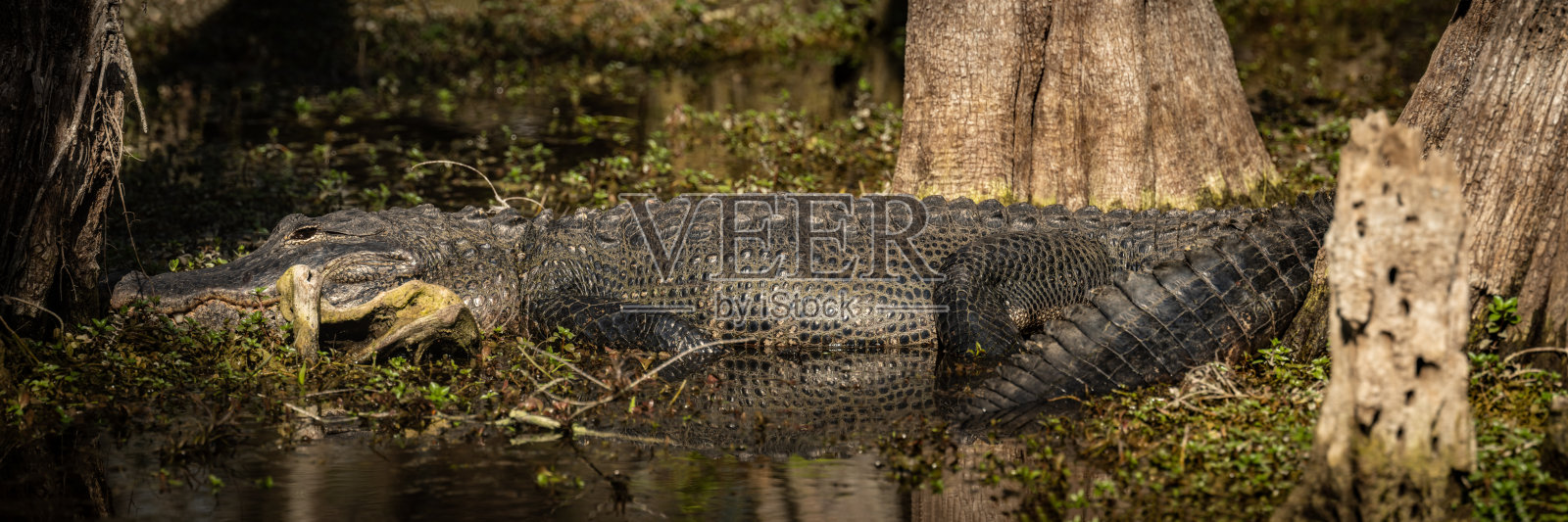 沼泽里沉睡的鳄鱼全景图照片摄影图片