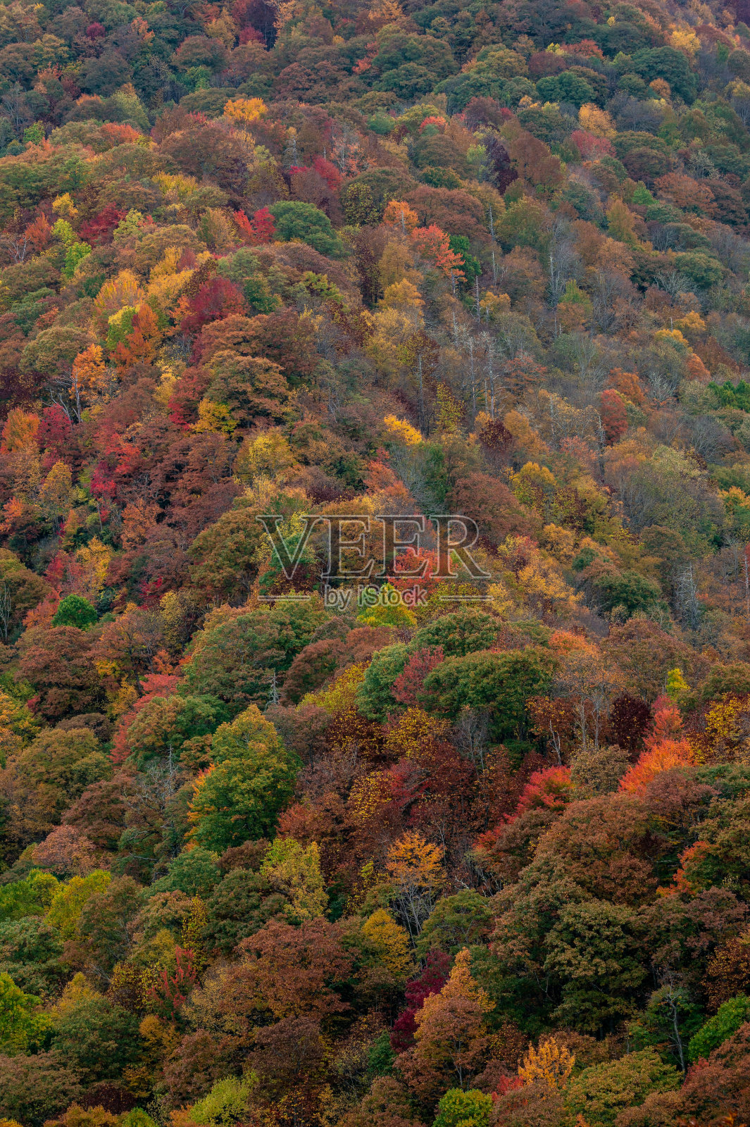 树木变色，风吹到山腰照片摄影图片