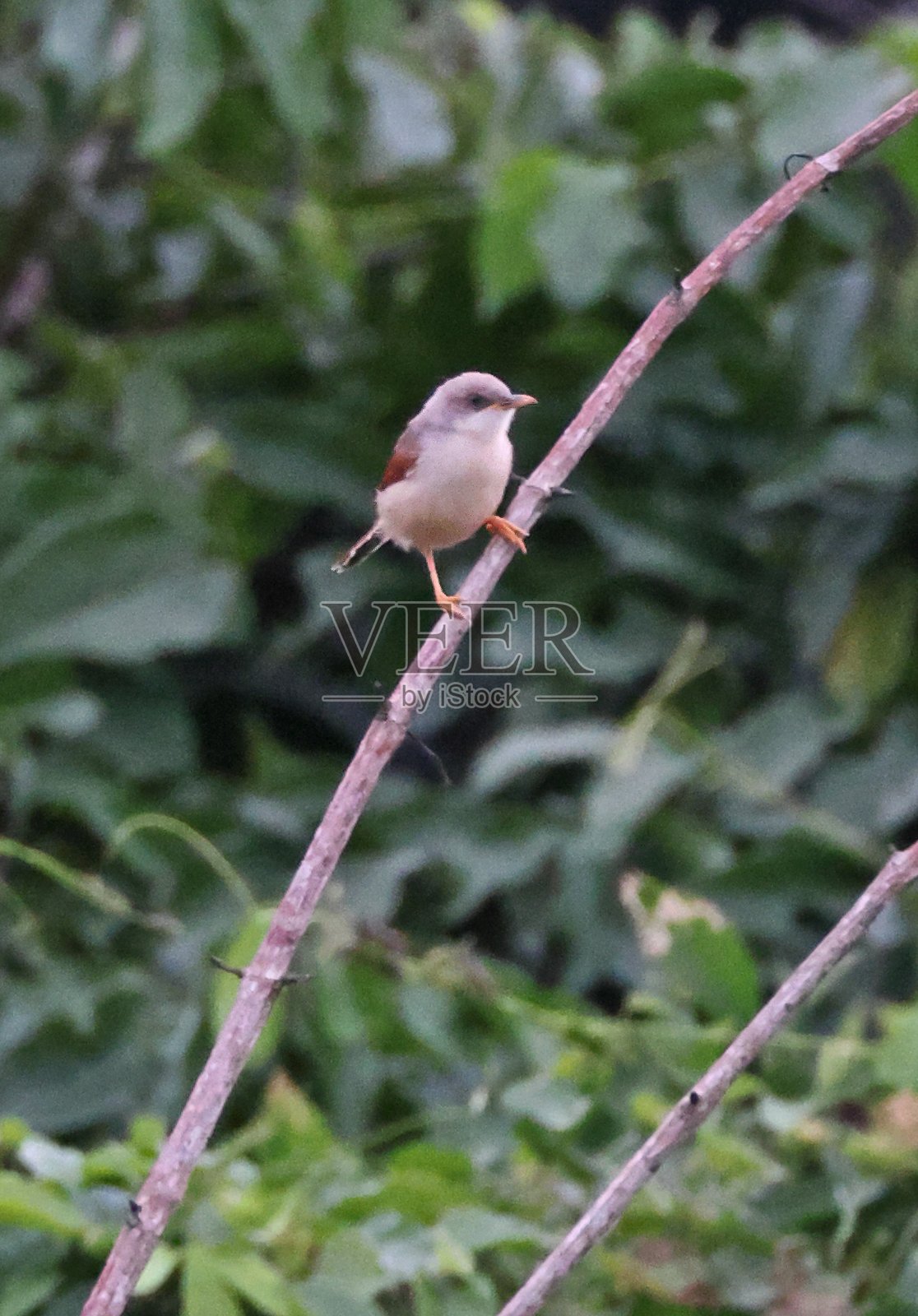 红翼Prinia照片摄影图片