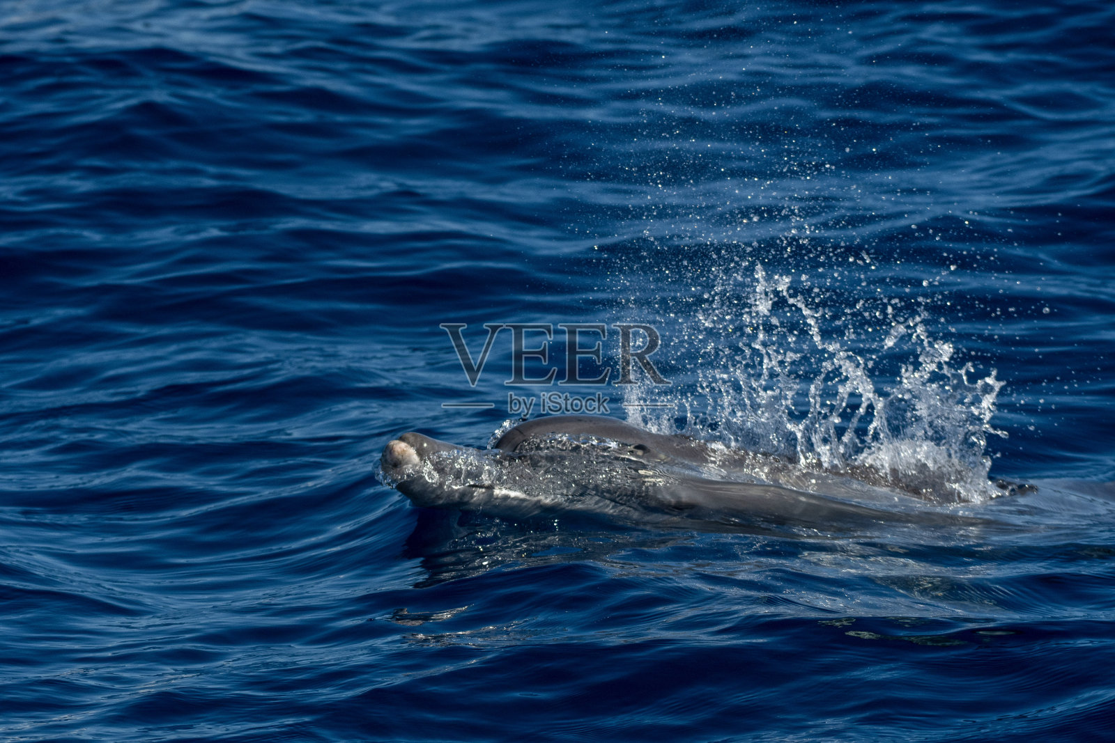 宽吻海豚突破照片摄影图片