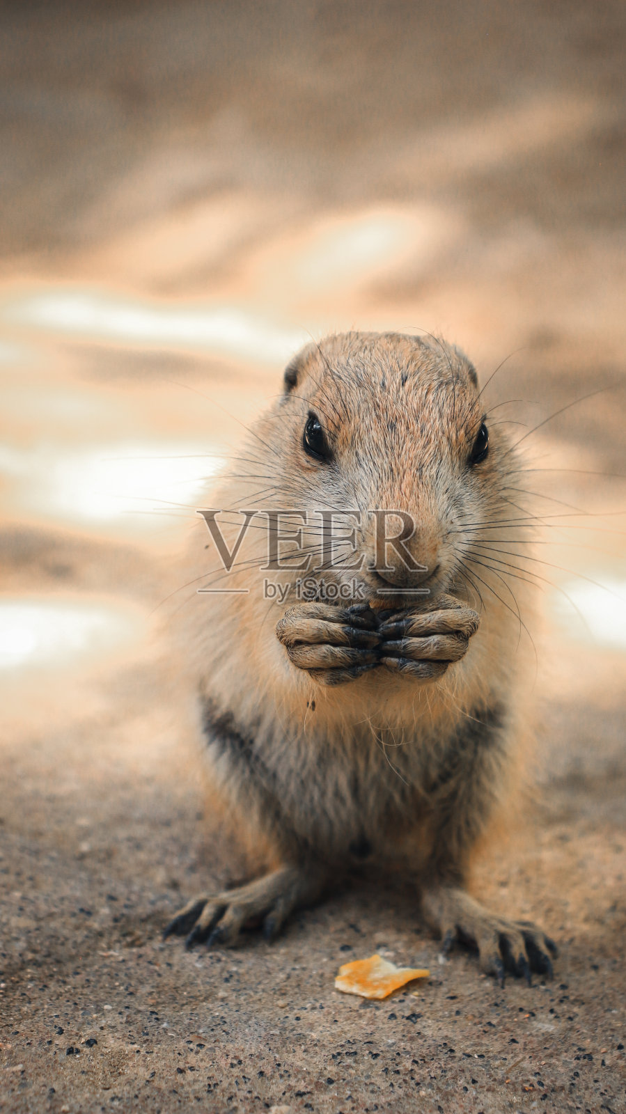 野生草原土拨鼠照片摄影图片