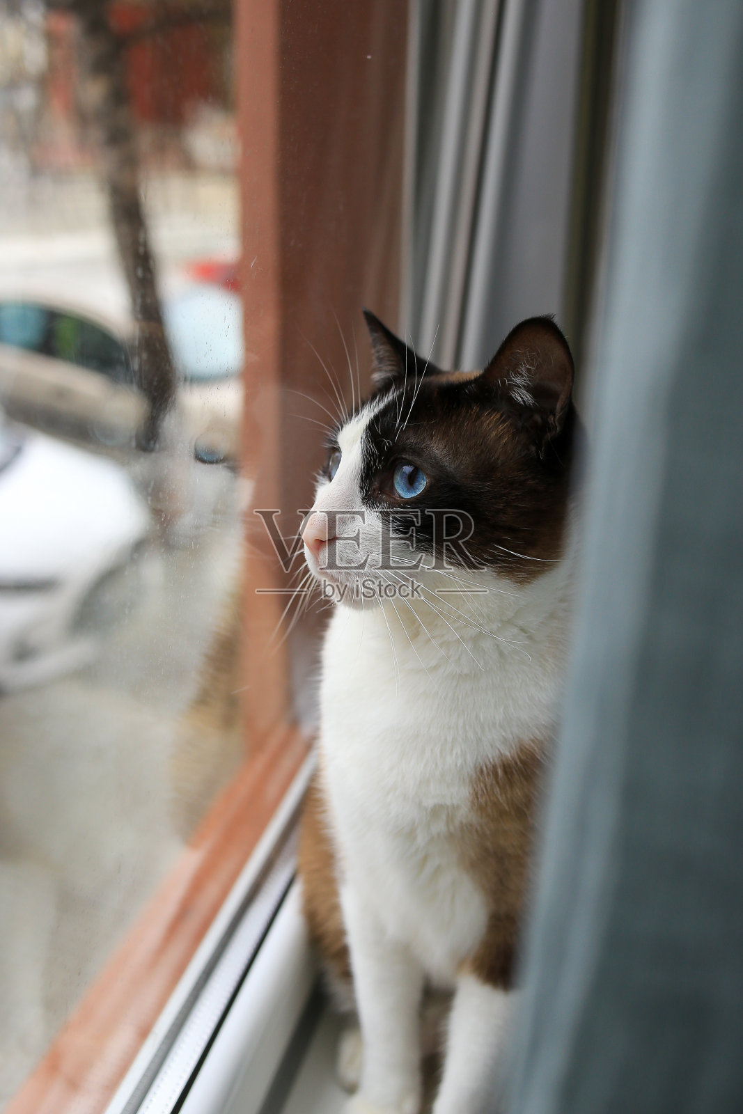 室内的猫照片摄影图片