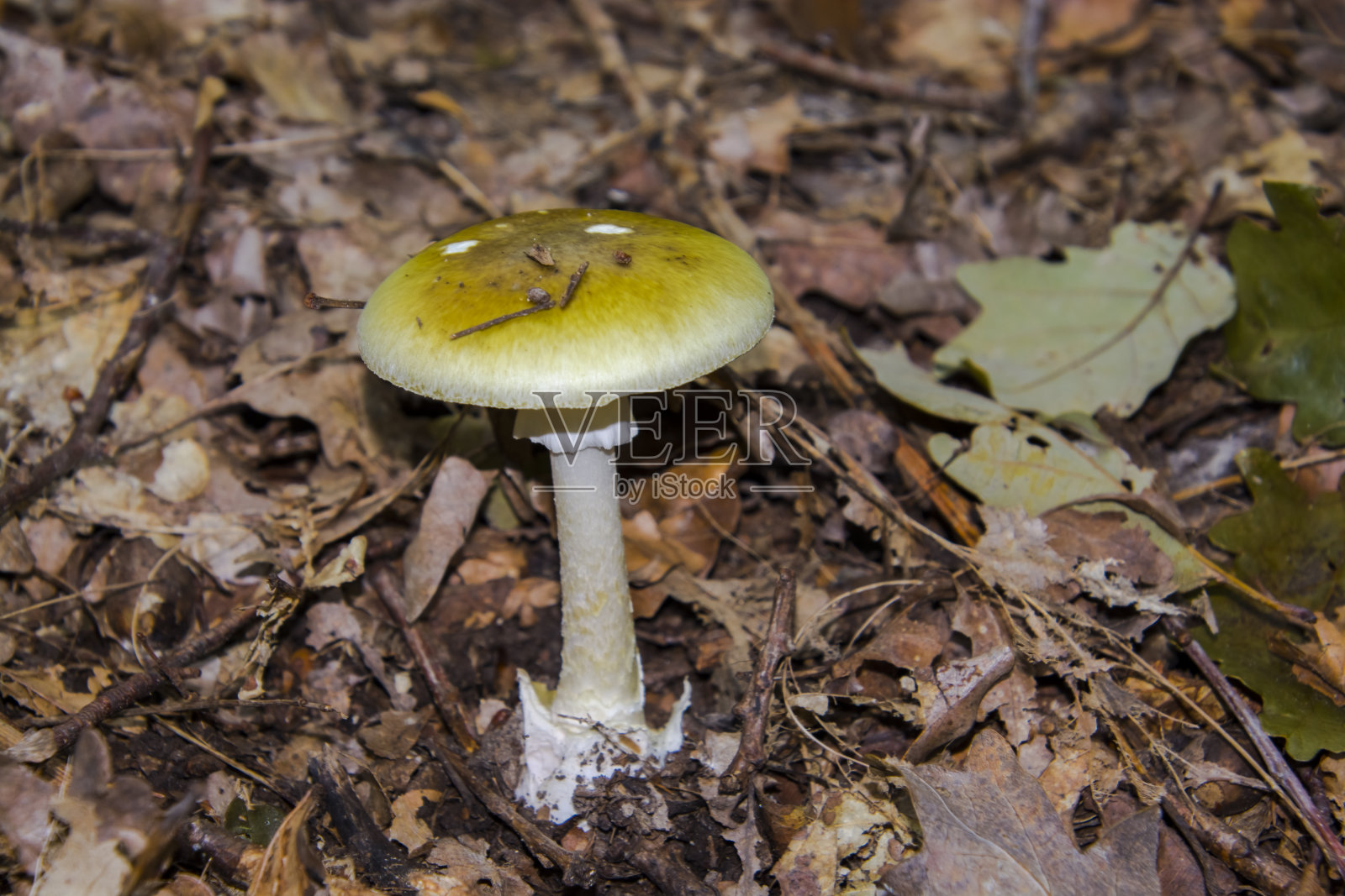 橡树林的地上有一顶帽子照片摄影图片
