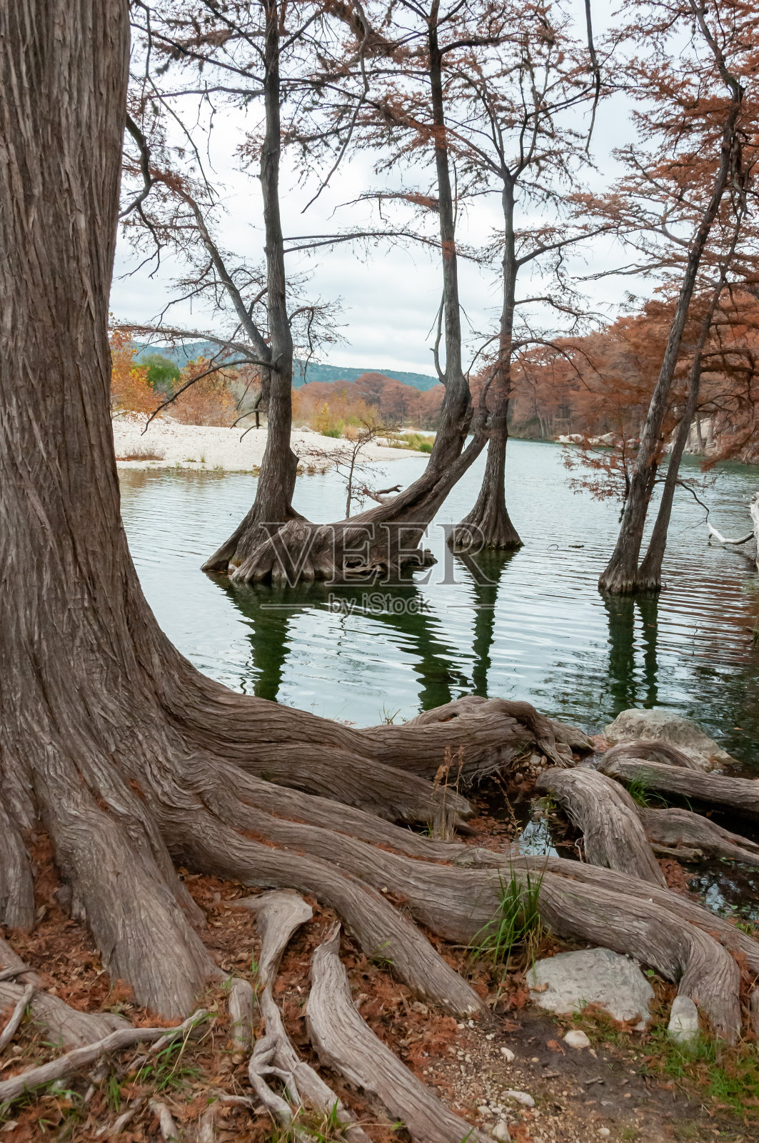 美国德克萨斯州加纳州立公园，沼泽柏树的大根生长在河岸边的水中照片摄影图片