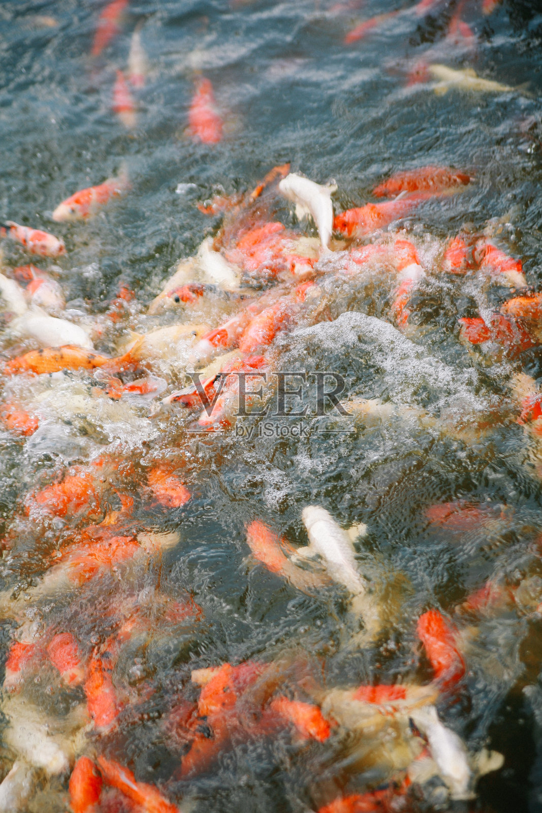 彩色锦鲤照片摄影图片