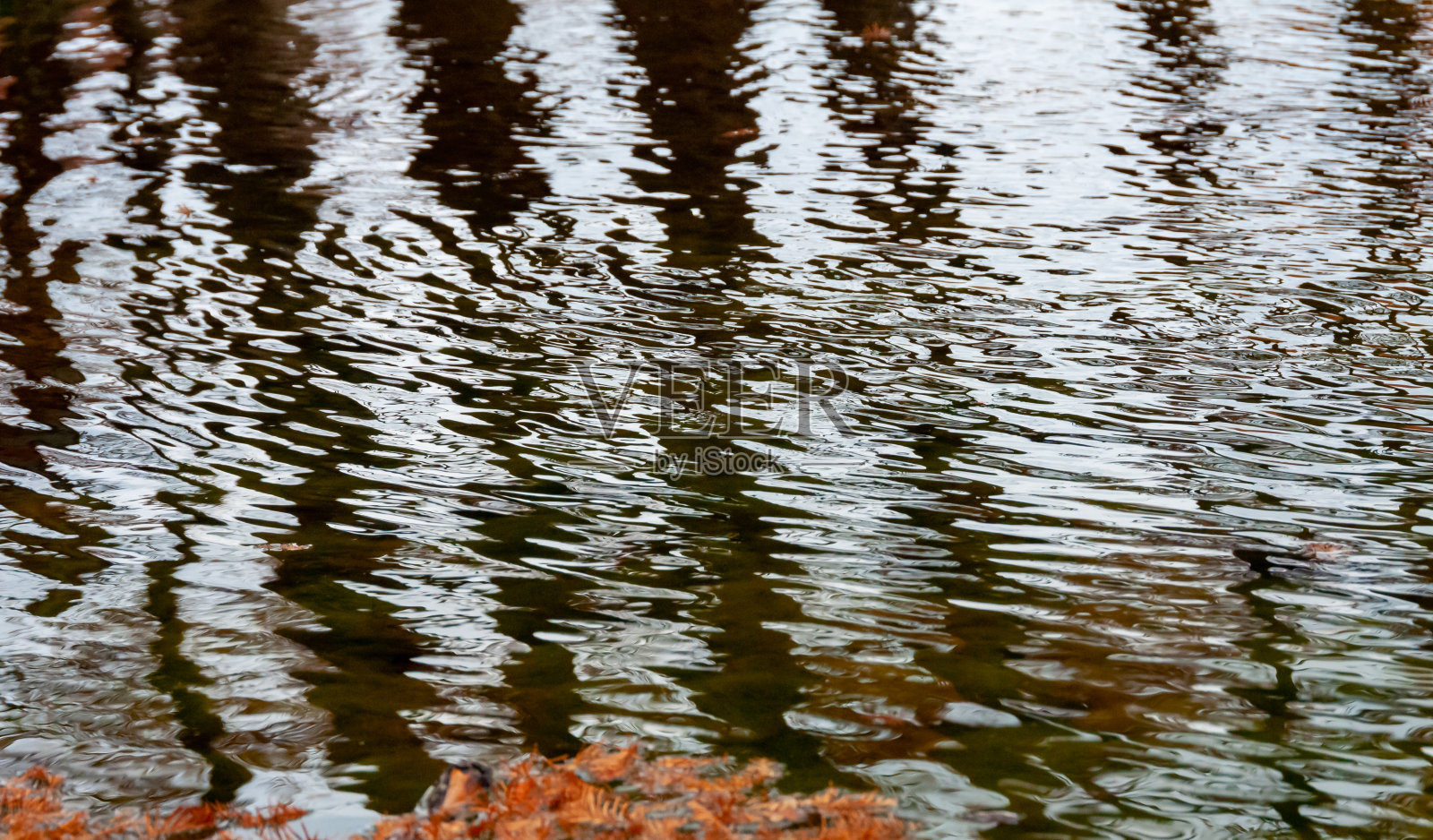 河水中沼泽柏树树干的反光和眩光。美国德克萨斯州加纳州立公园照片摄影图片