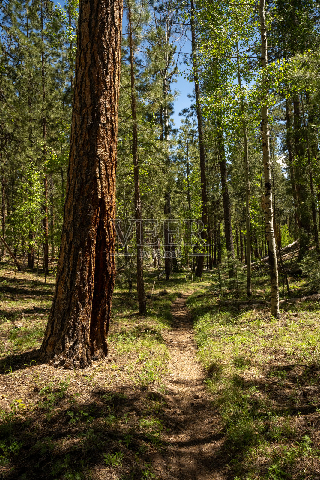 这条小径穿过大峡谷北缘的森林照片摄影图片