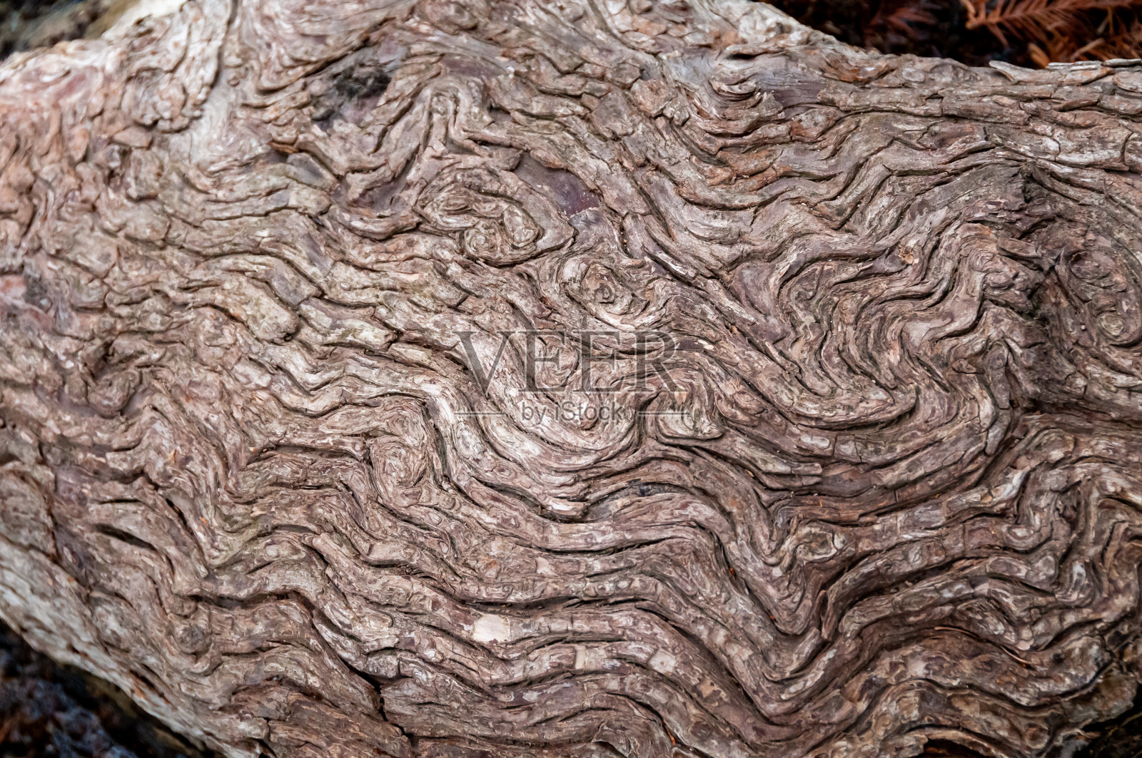 长在河边的一棵老树的树皮纹理。美国德克萨斯州加纳州立公园照片摄影图片