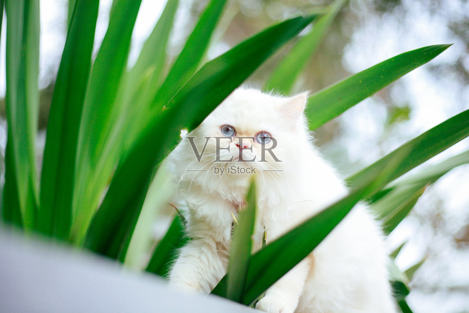 可爱的白猫照片摄影图片