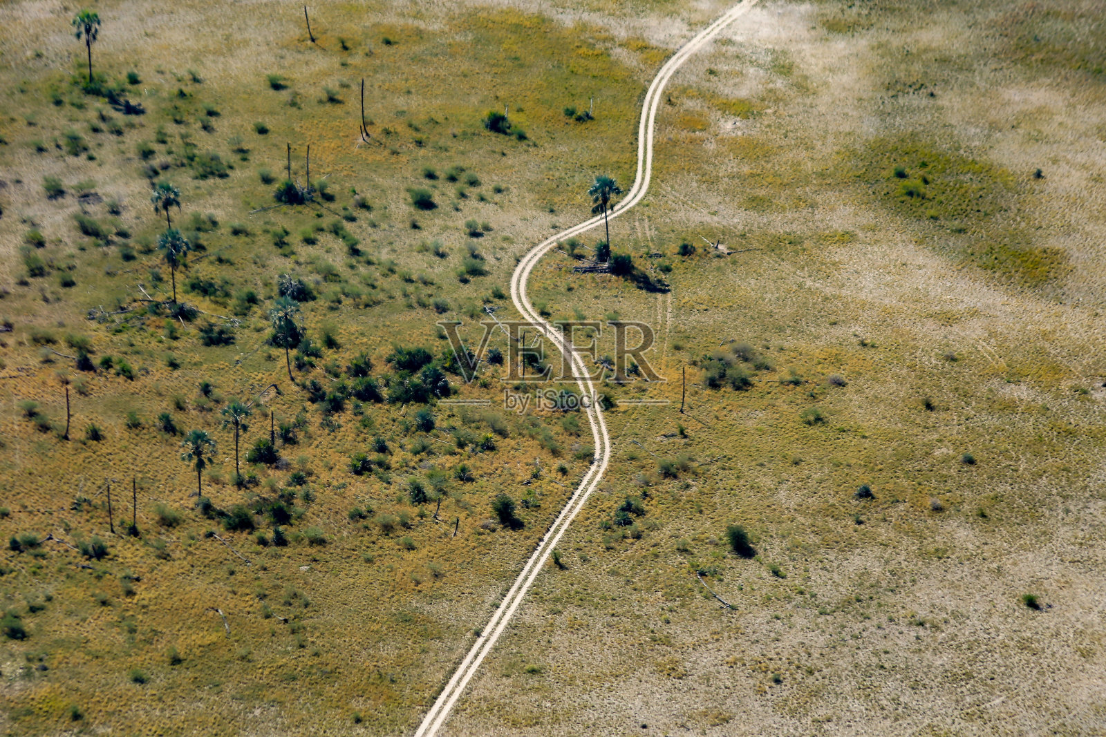 相机捕捉到的博茨瓦纳野生动物照片摄影图片