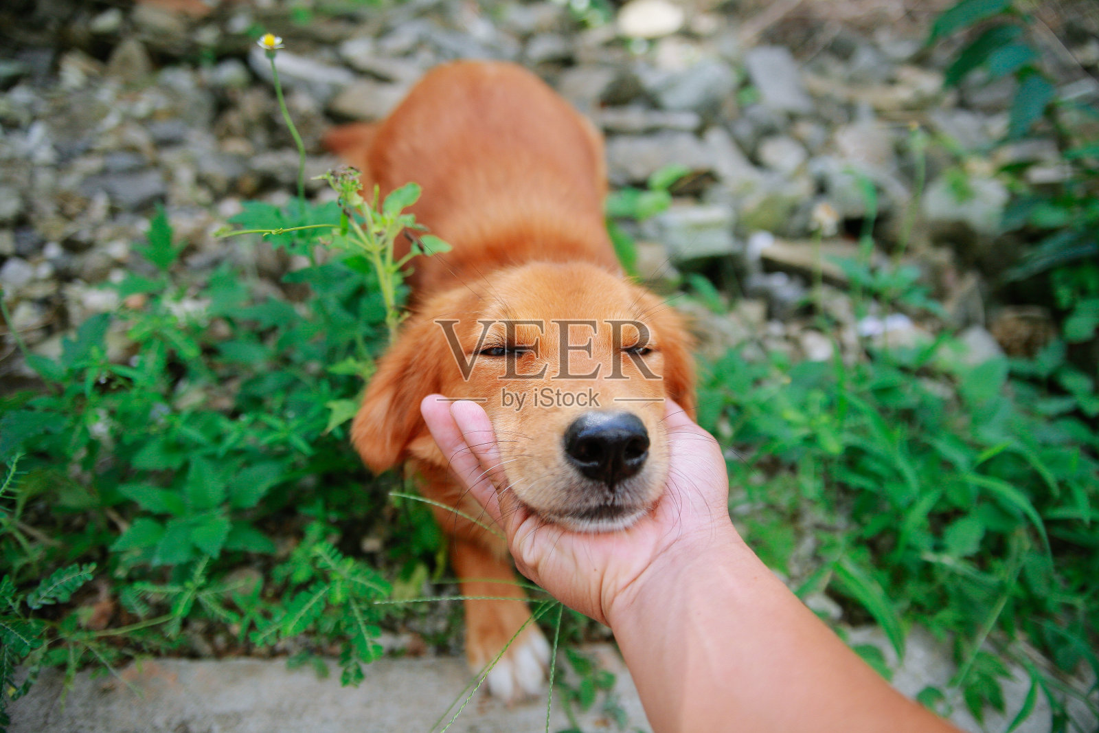 抚摸我的狗照片摄影图片