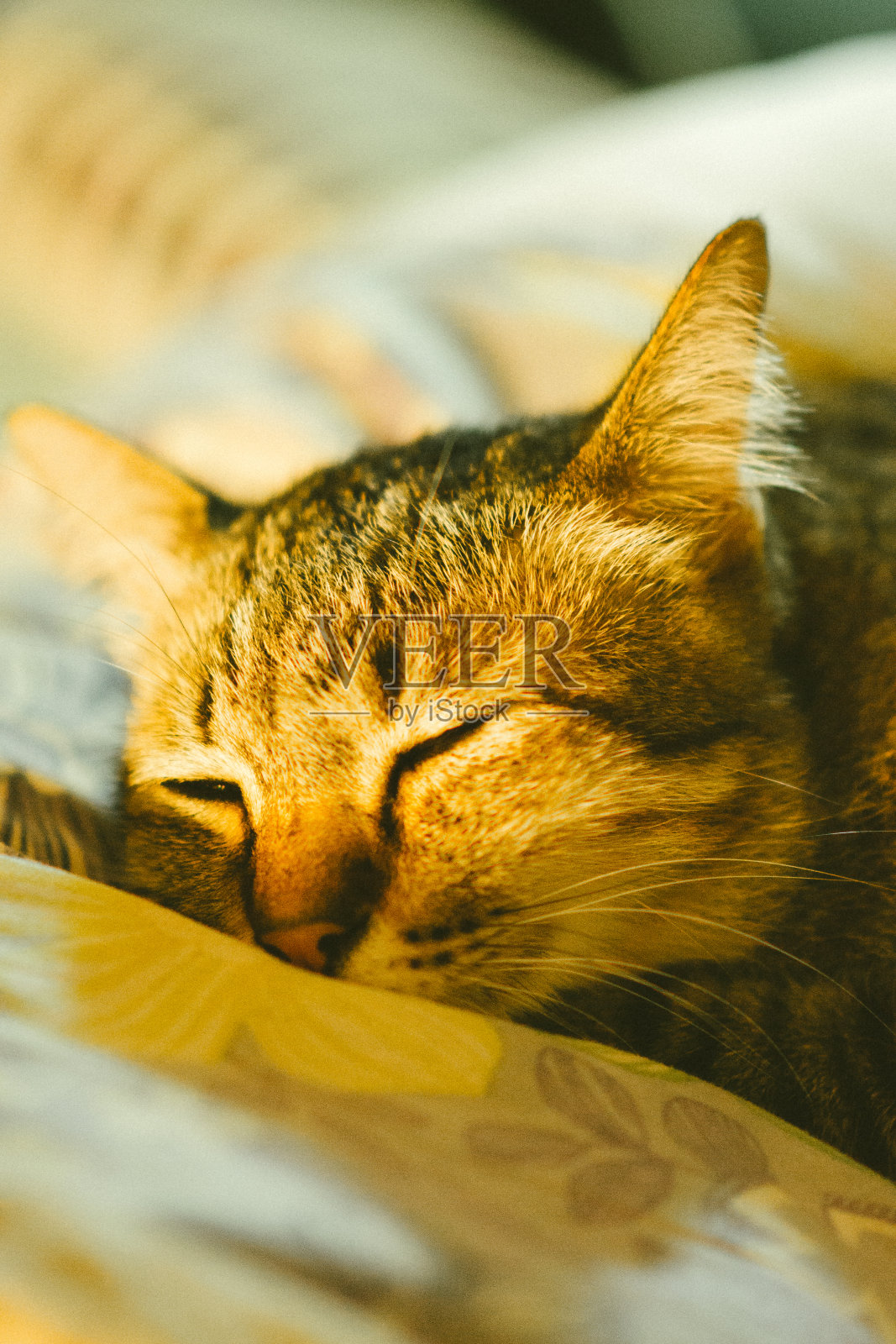 虎斑猫在卧室里照片摄影图片