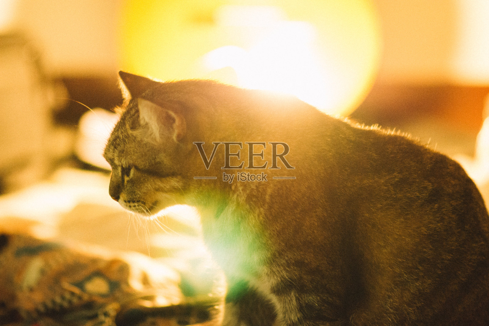 虎斑猫在卧室里照片摄影图片