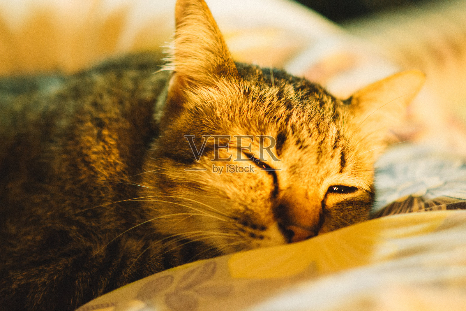 虎斑猫在卧室里照片摄影图片