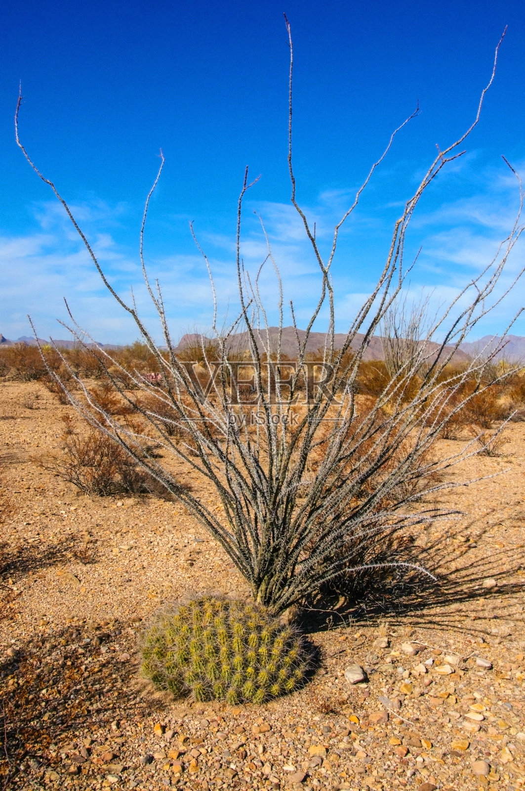 大本德国家公园的仙人掌。大本德国家公园德克萨斯沙漠中的草莓刺猬仙人掌、稻草色刺猬。照片摄影图片