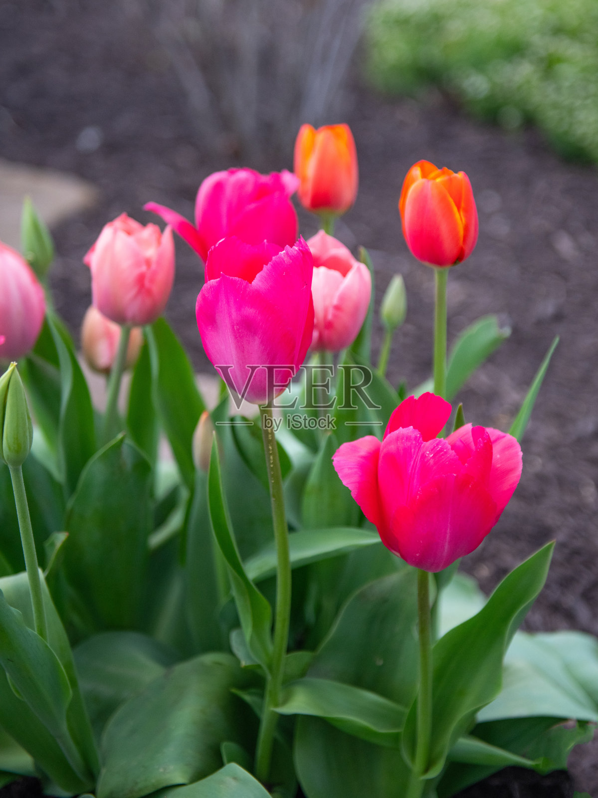 美丽的春天郁金香——印第安纳州霍华德县照片摄影图片