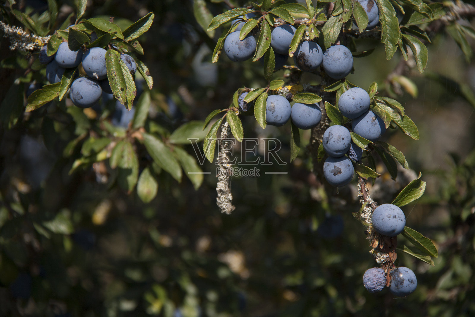 野生浆果照片摄影图片