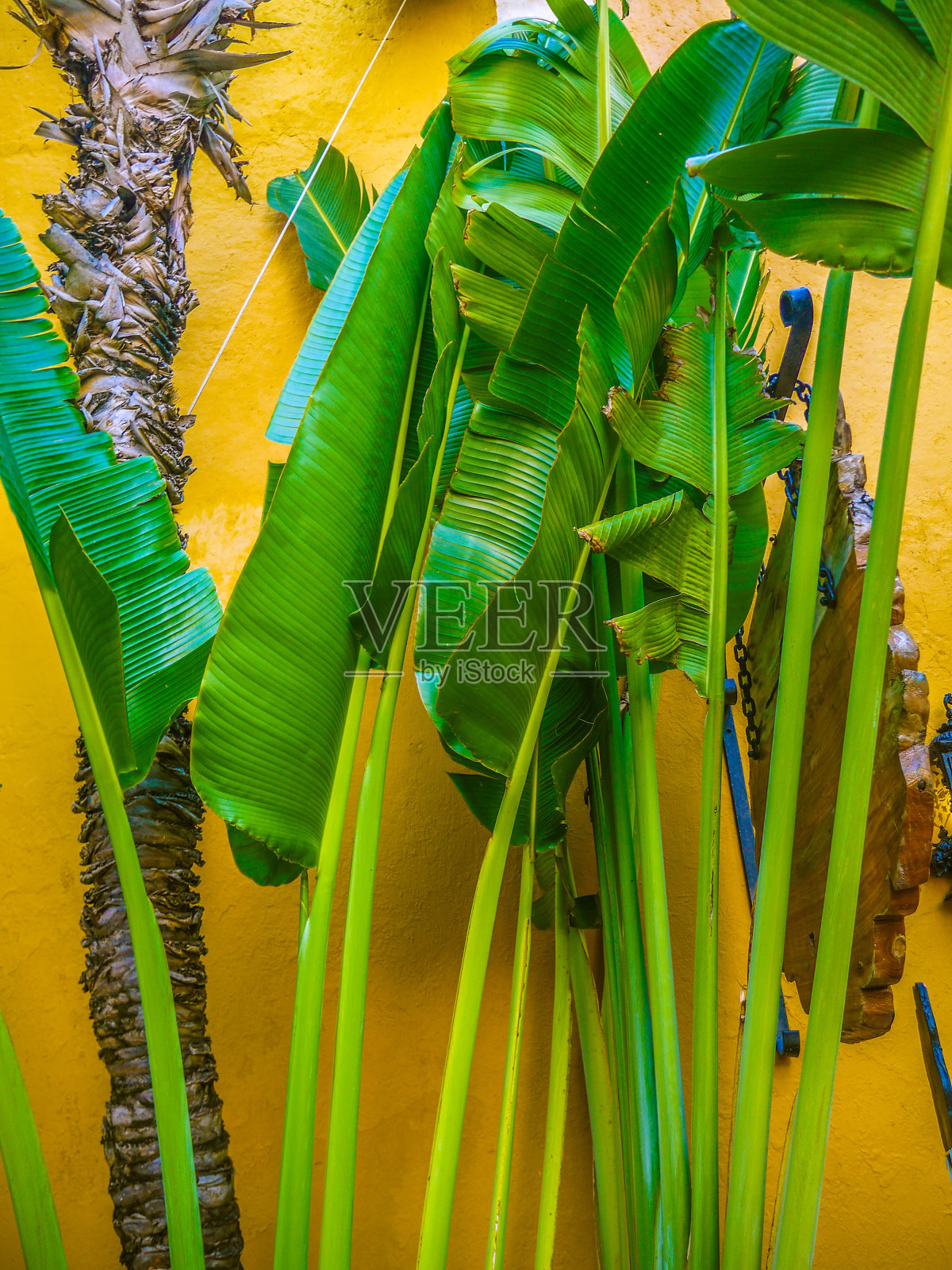 热带花园背景照片摄影图片