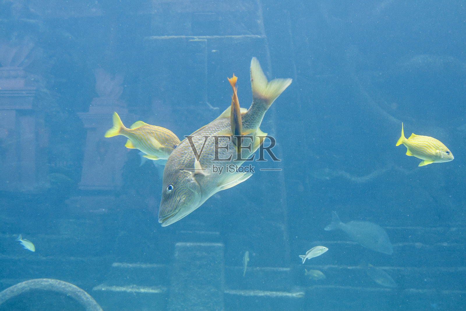 在大型水族馆里游泳的鱼照片摄影图片