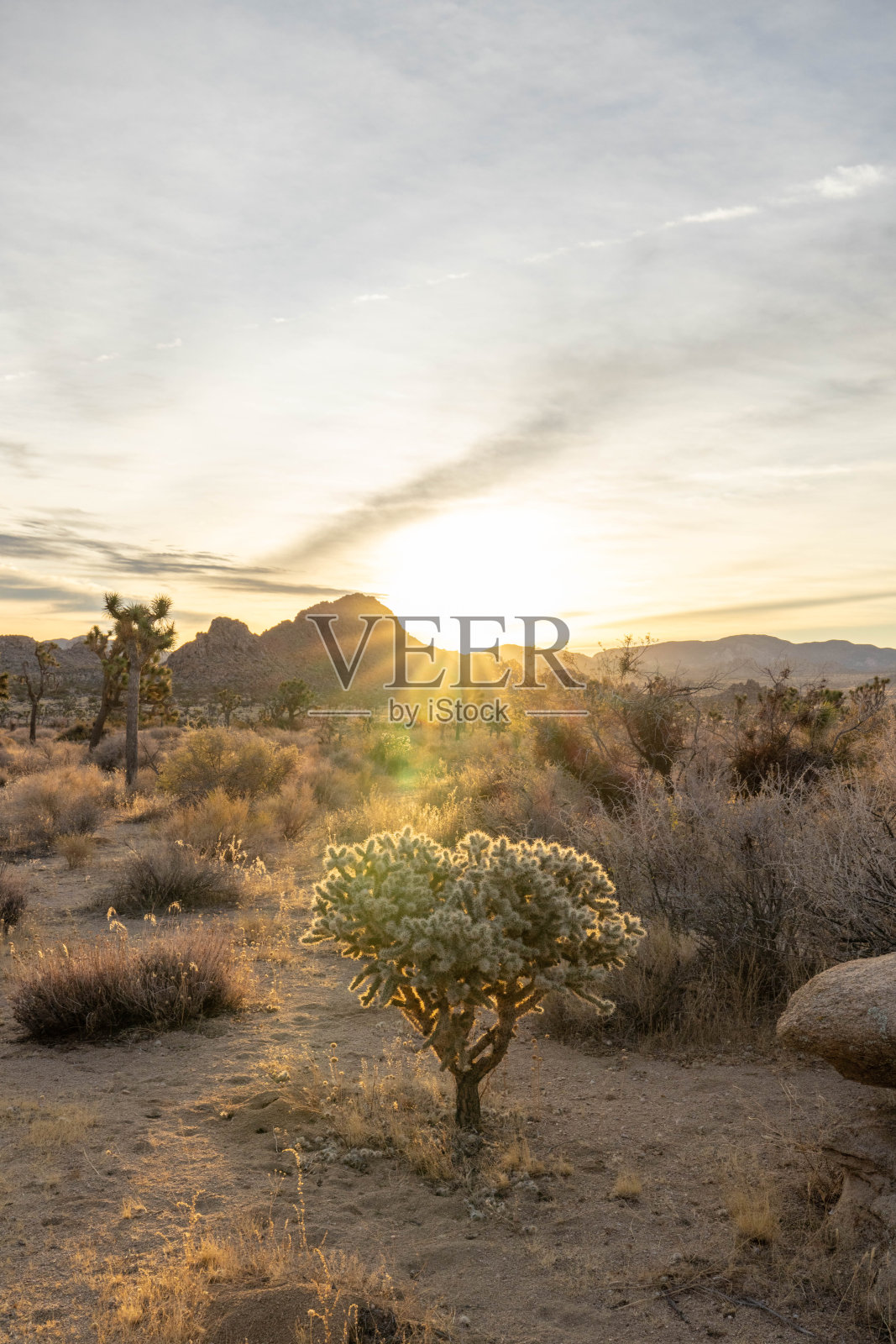 全罗魅力:探索迷人的仙人掌花园照片摄影图片