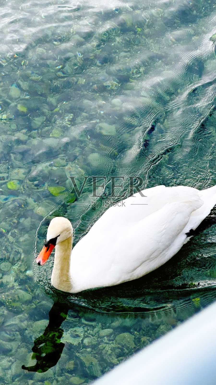 雄伟的天鹅安详地航行照片摄影图片