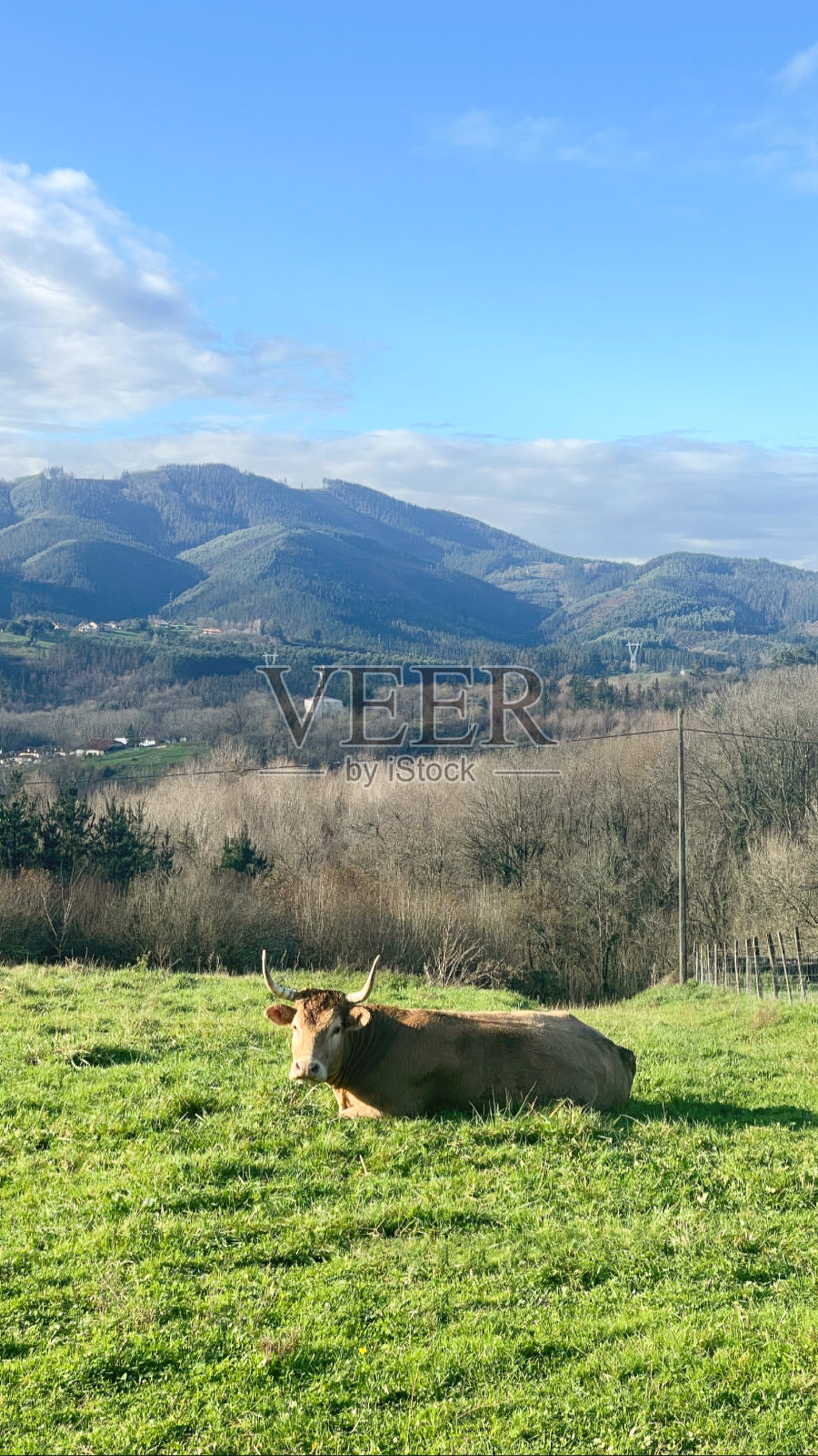山的威严:休息的有角的牛照片摄影图片