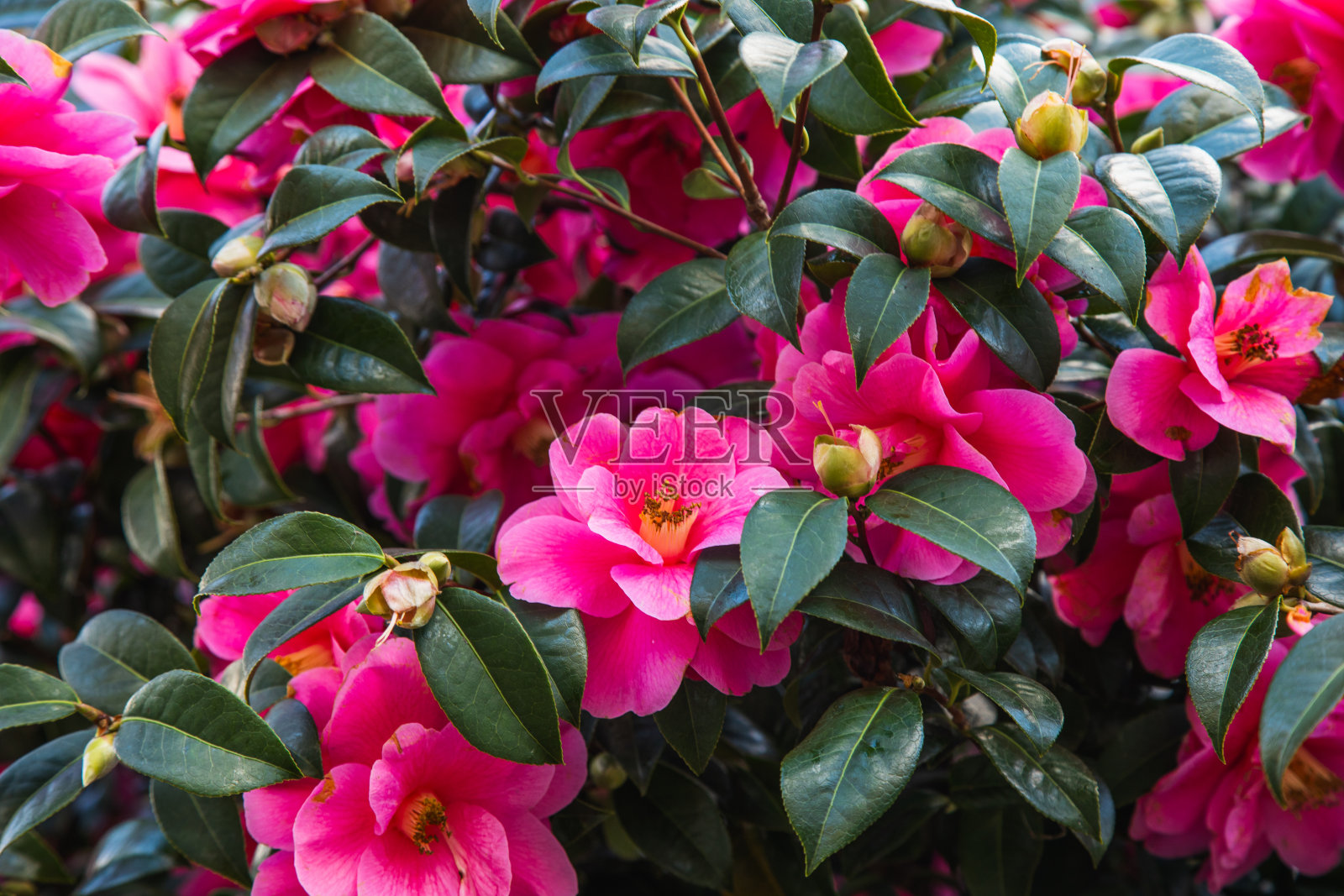 优雅的花朵:粉红色和红色的山茶花点缀着春天的伦敦街道照片摄影图片