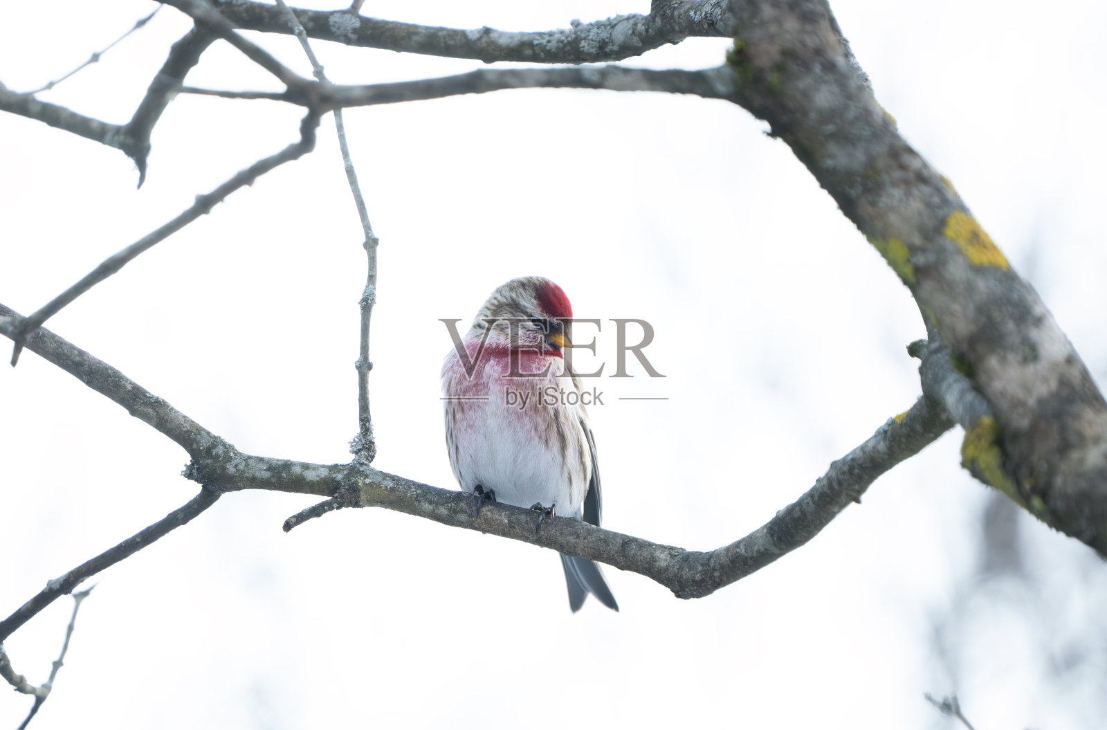 Redpoll，挪威奥斯陆照片摄影图片