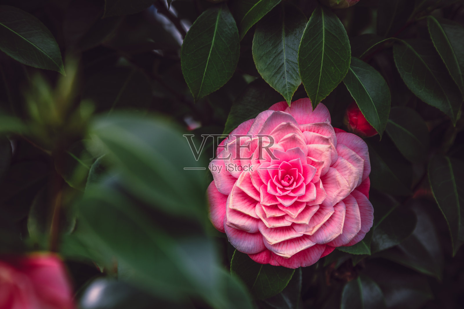 大自然的优雅:对称的粉红色山茶花在晨雨中绽放的细节照片摄影图片