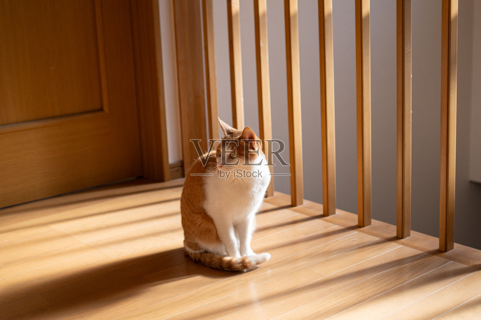 可爱的猫坐在室内照片摄影图片