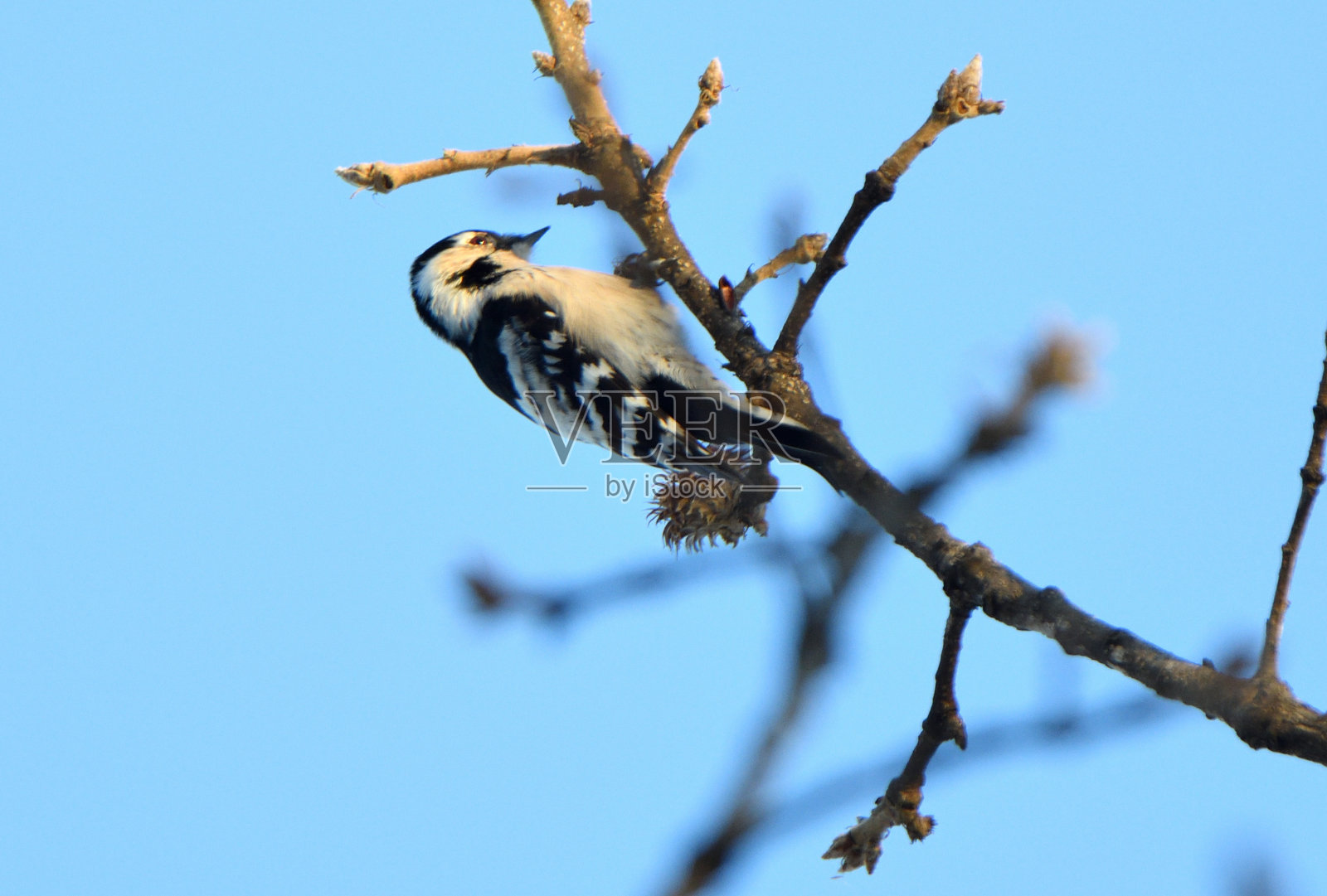 一只小斑点啄木鸟在北海道公园的一棵树上寻找食物。照片摄影图片