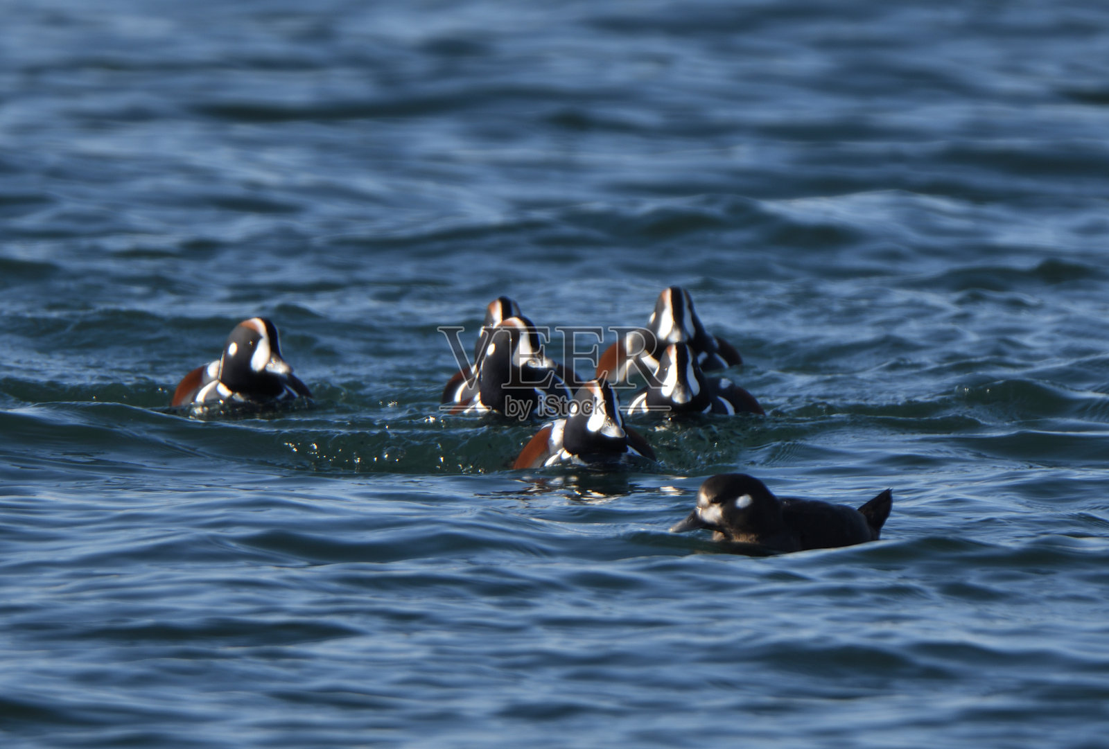 北海道冬季港口的一群雄性丑角鸭。照片摄影图片