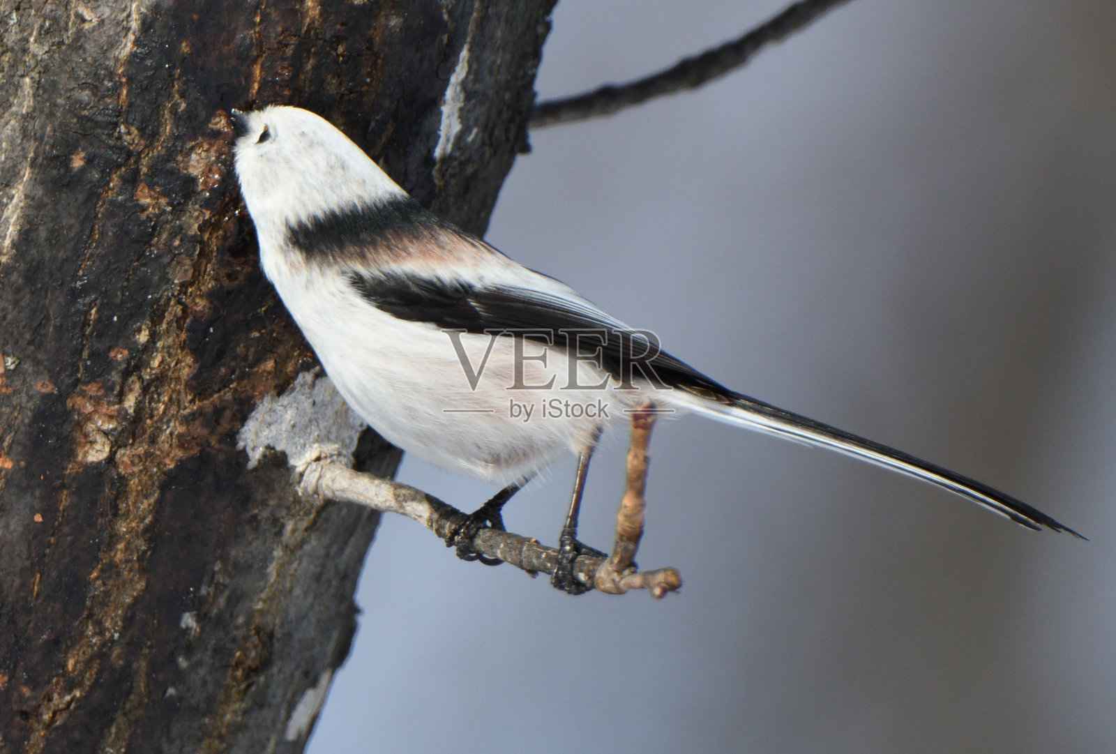 北海道冬季公园里，一只长尾山雀正在舔枫树的汁液。照片摄影图片
