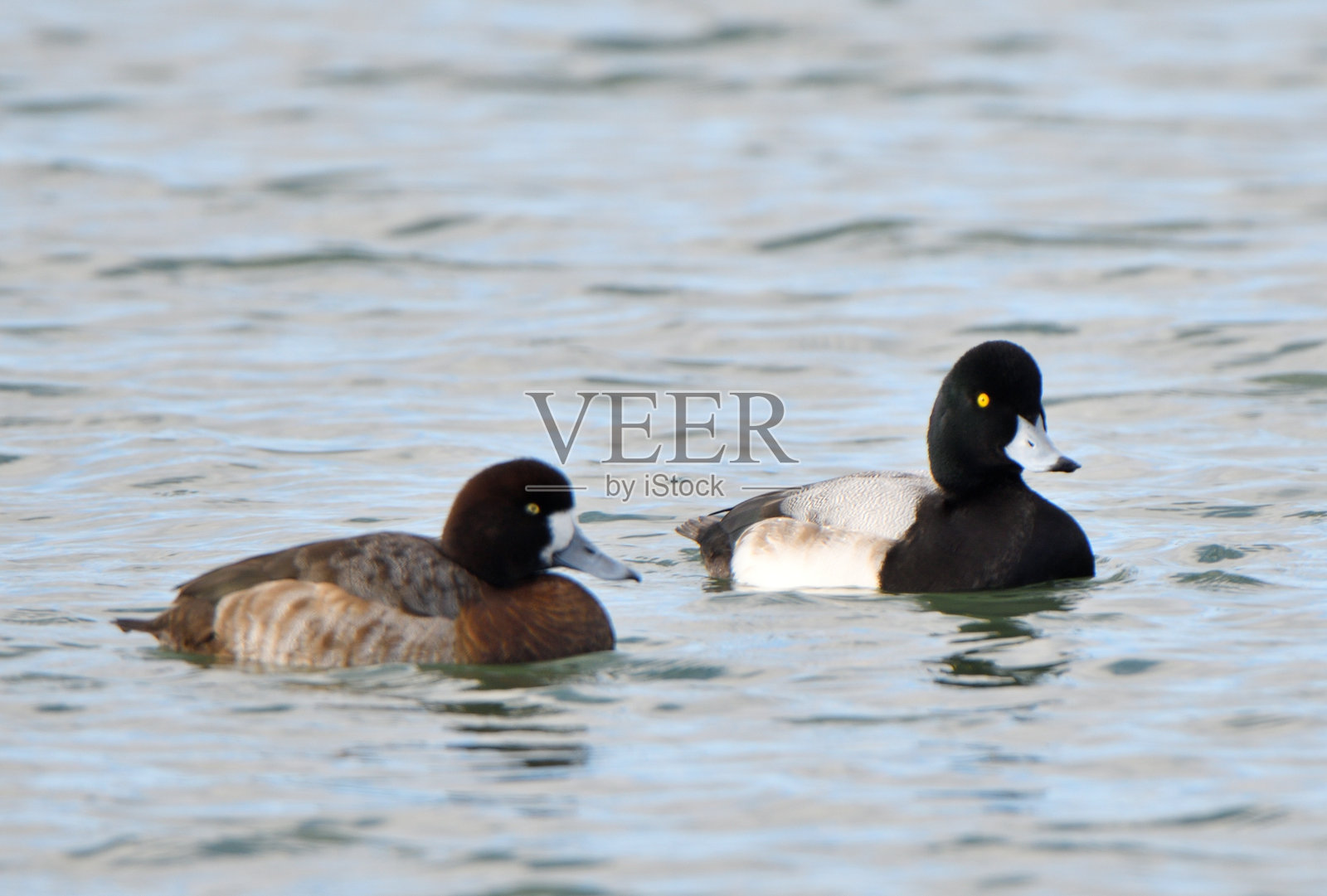 一对在北海道冬季港口游泳的大角鲨。照片摄影图片