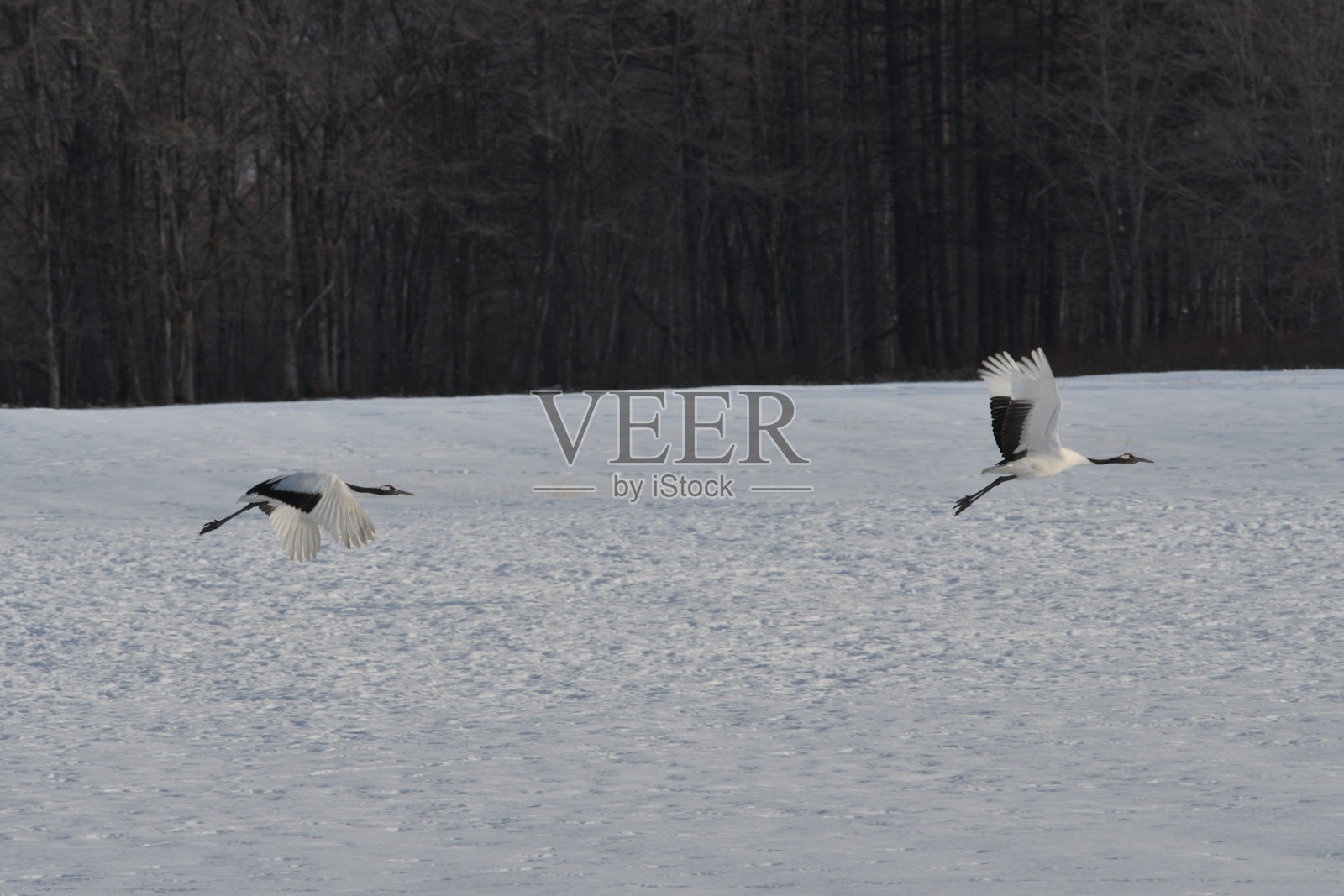 冬天，一群丹顶鹤从北海道鹤井村的伊藤保护区起飞。照片摄影图片