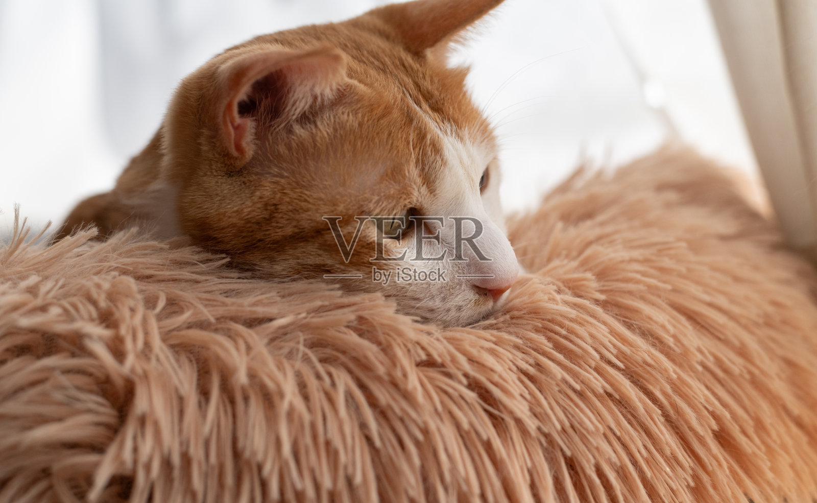 猫在窗边休息照片摄影图片